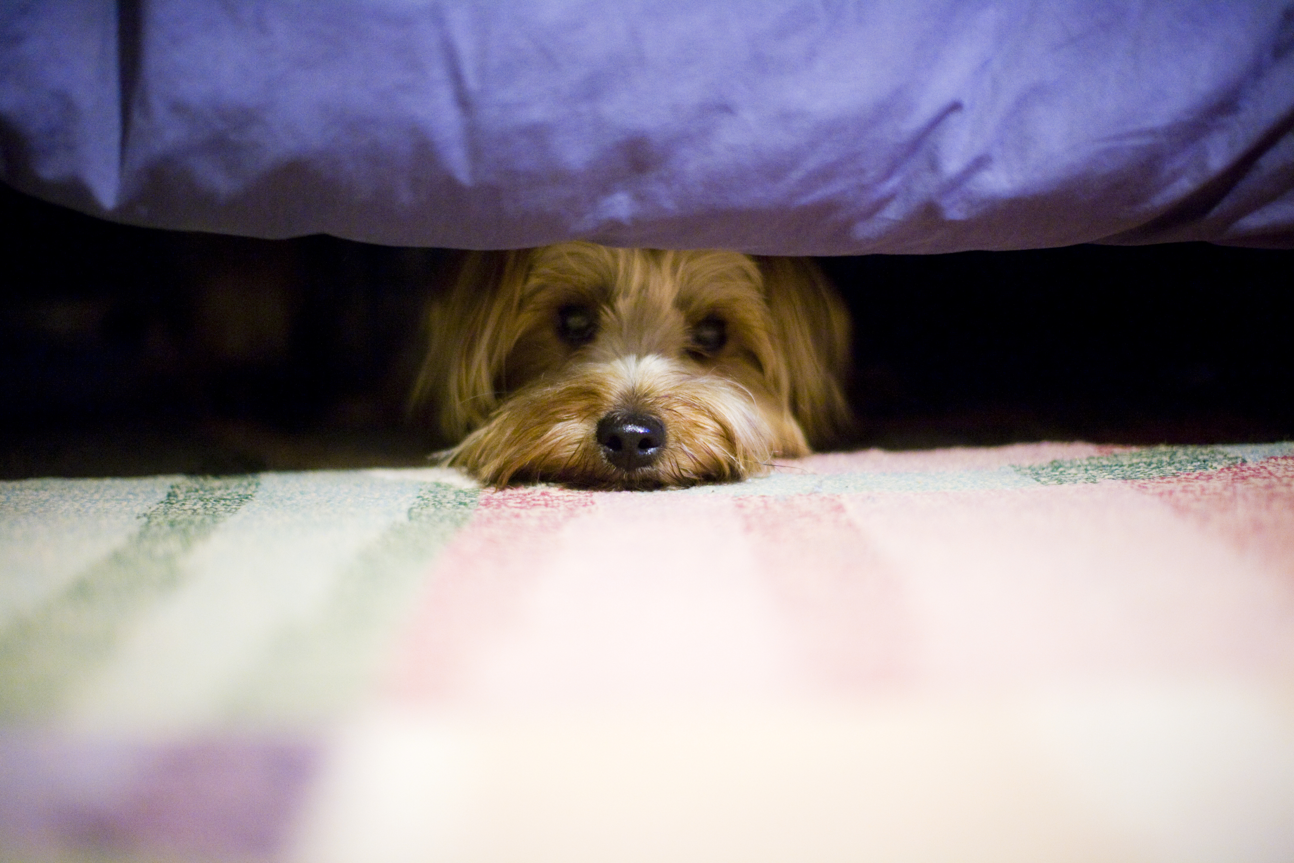 hiding dog