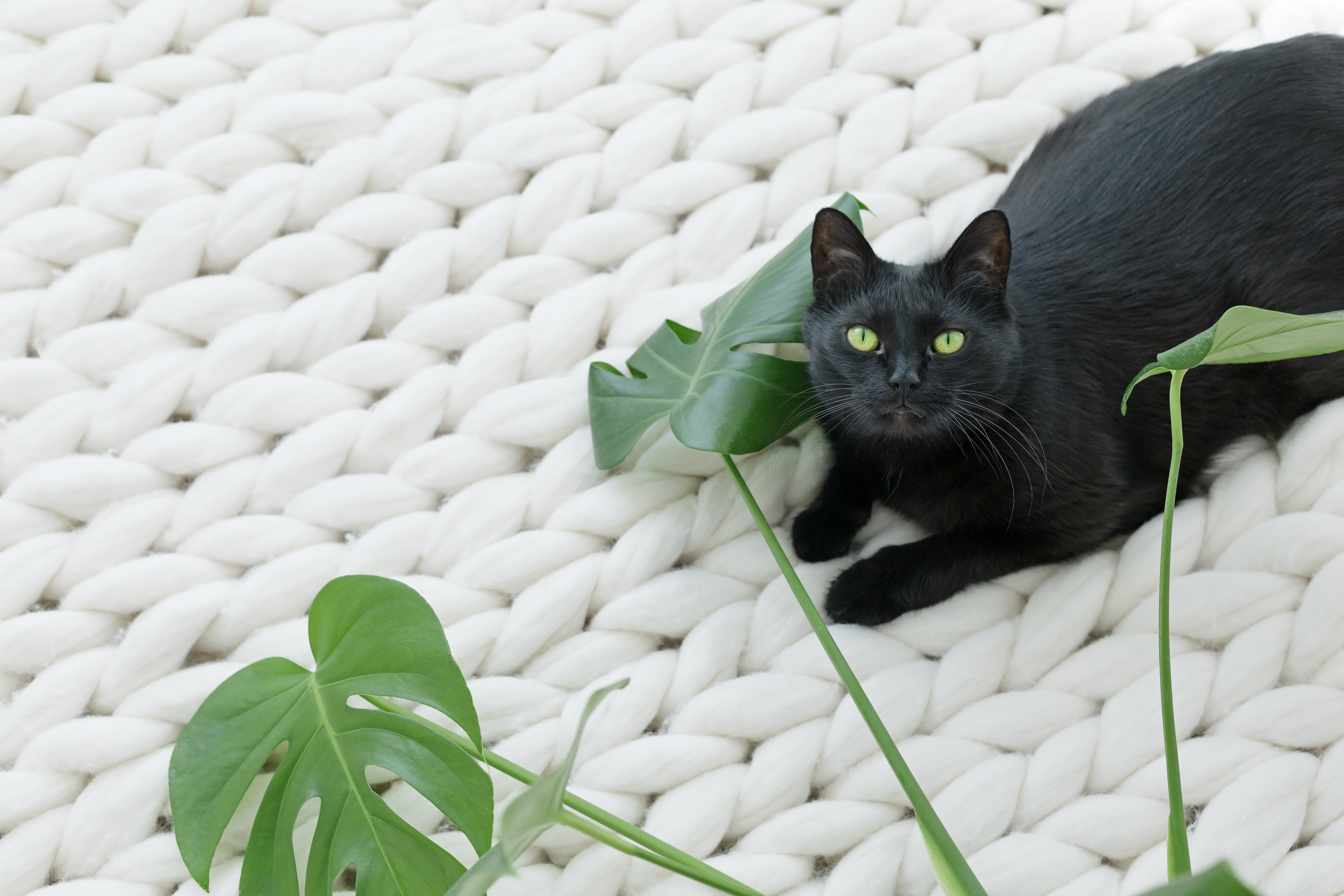 black cat green yellow eyes