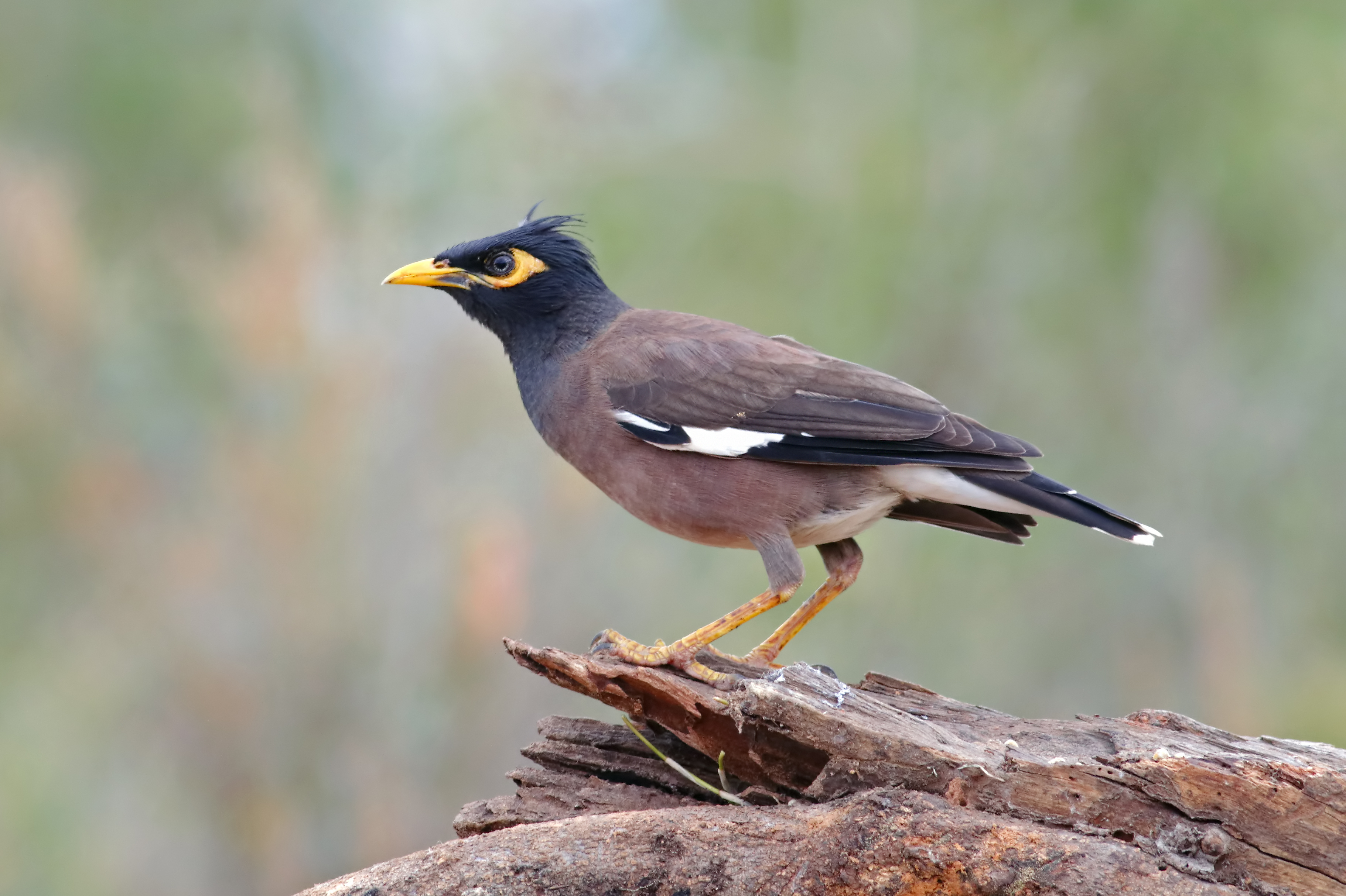 Indian Myna Bird Control