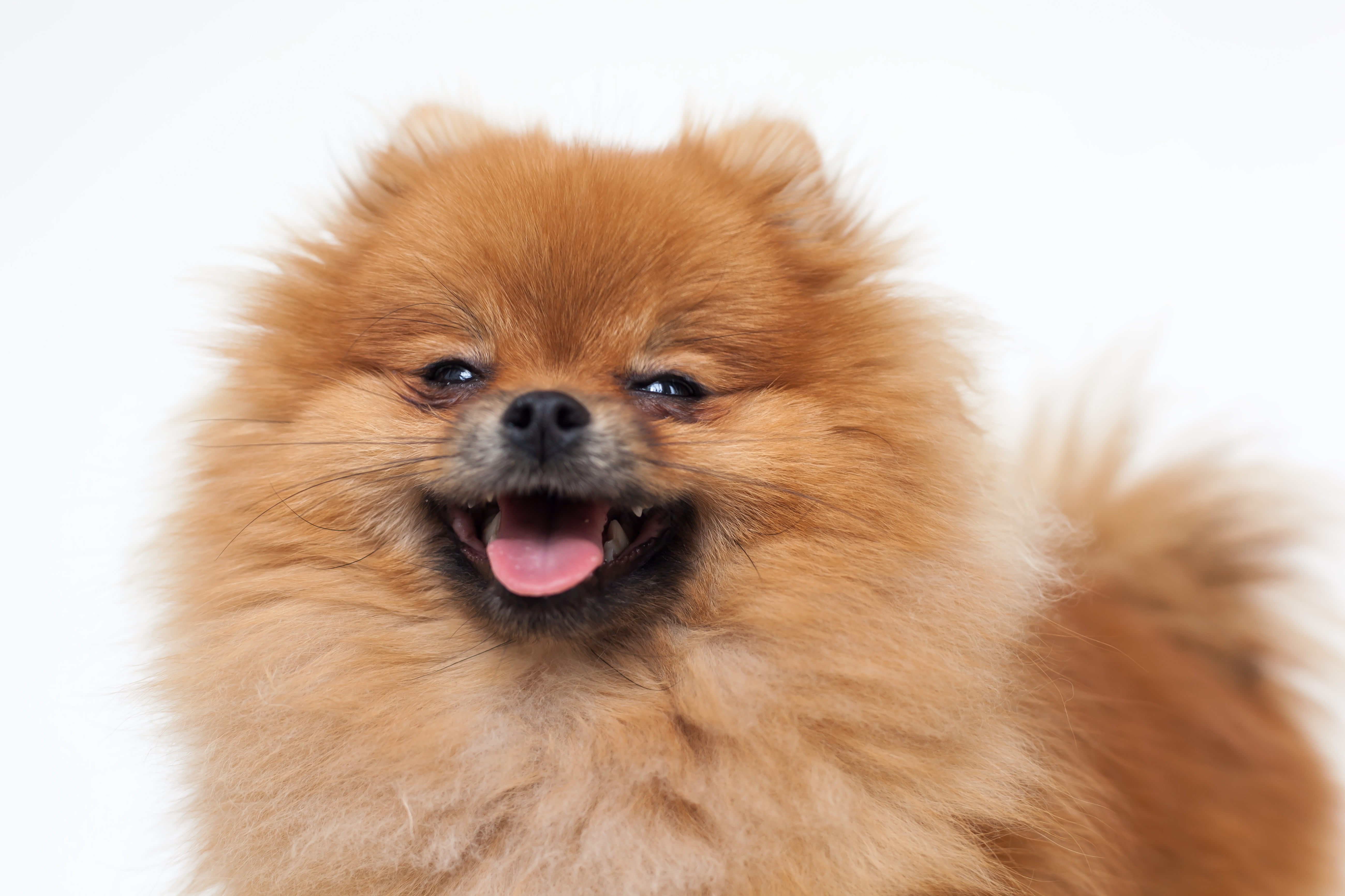 How to Care for Pregnant Pomeranian Dogs | Cuteness