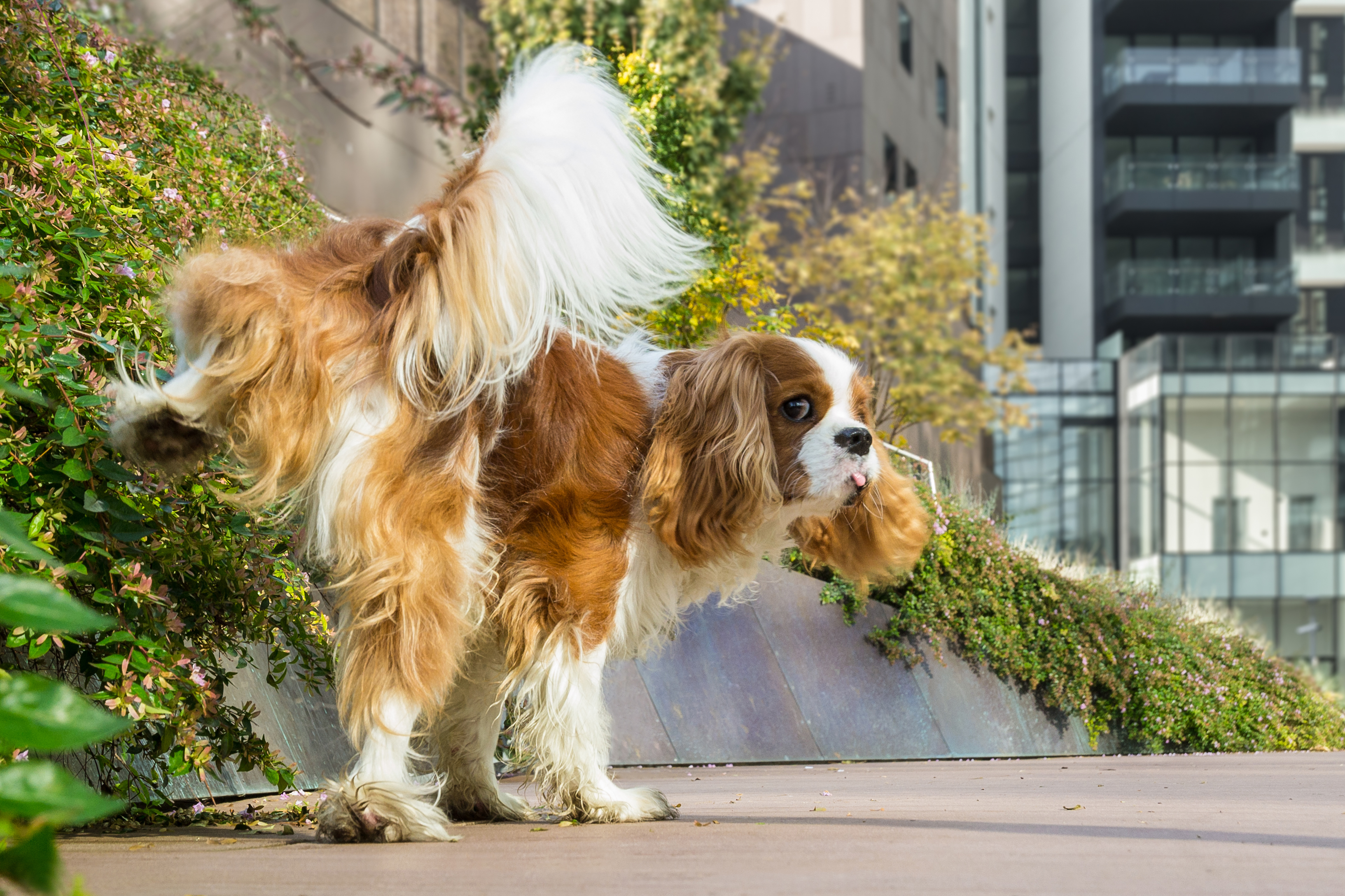 do female dogs mark their territory