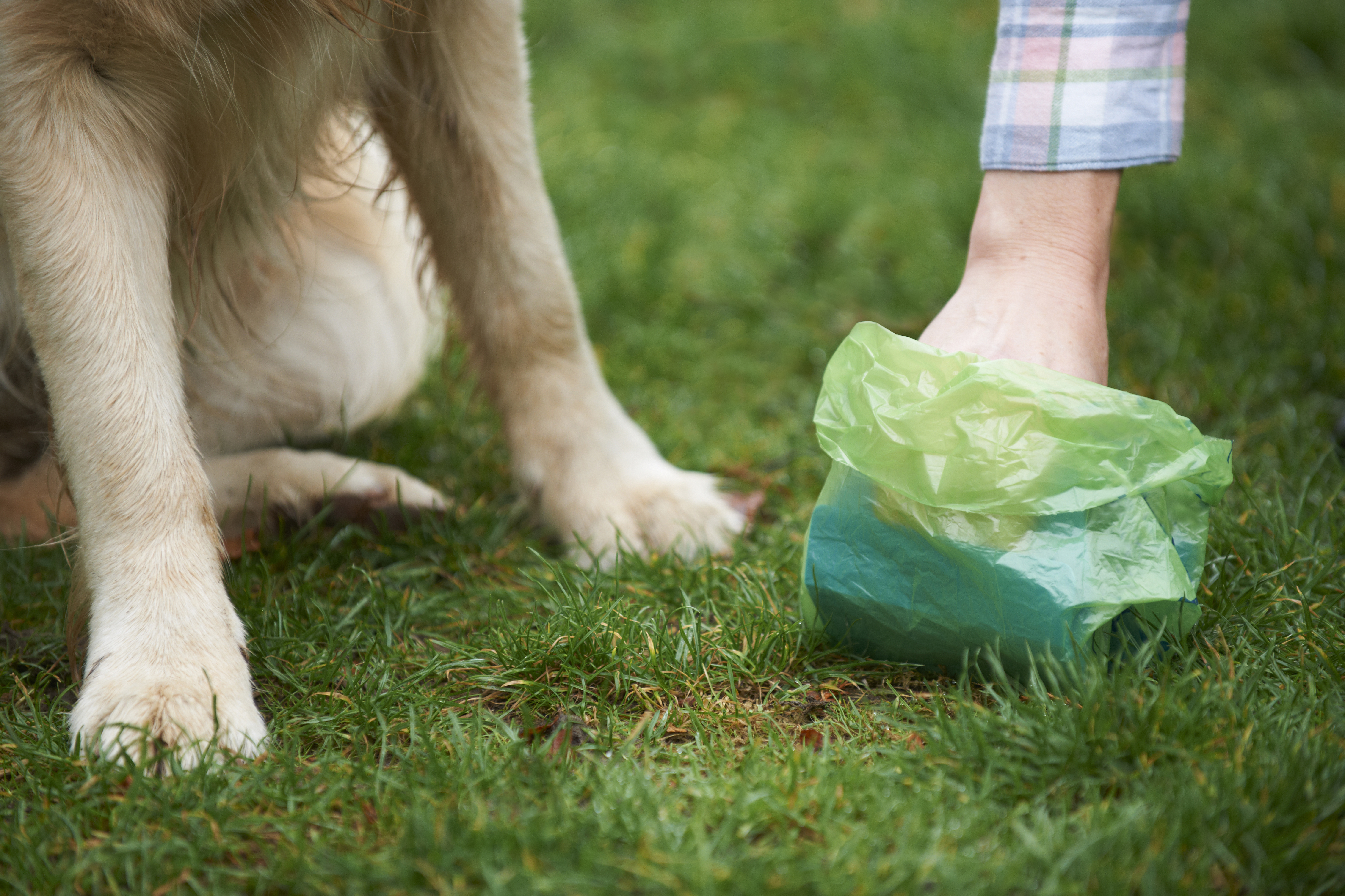 can i put dog poop in my garden