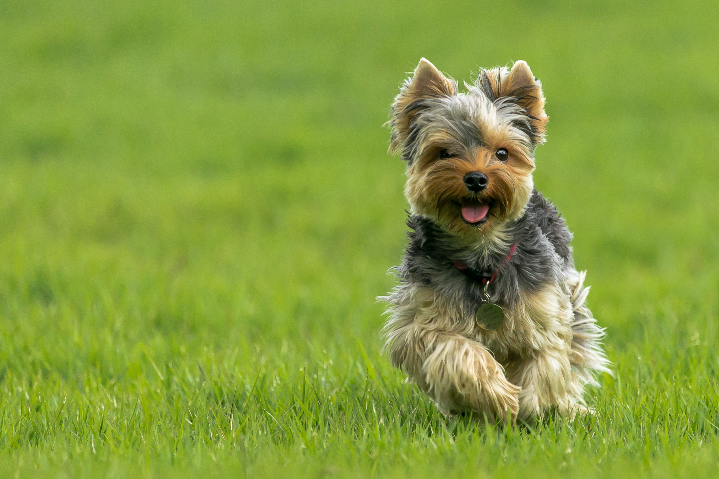 Top hot sale terrier breeds