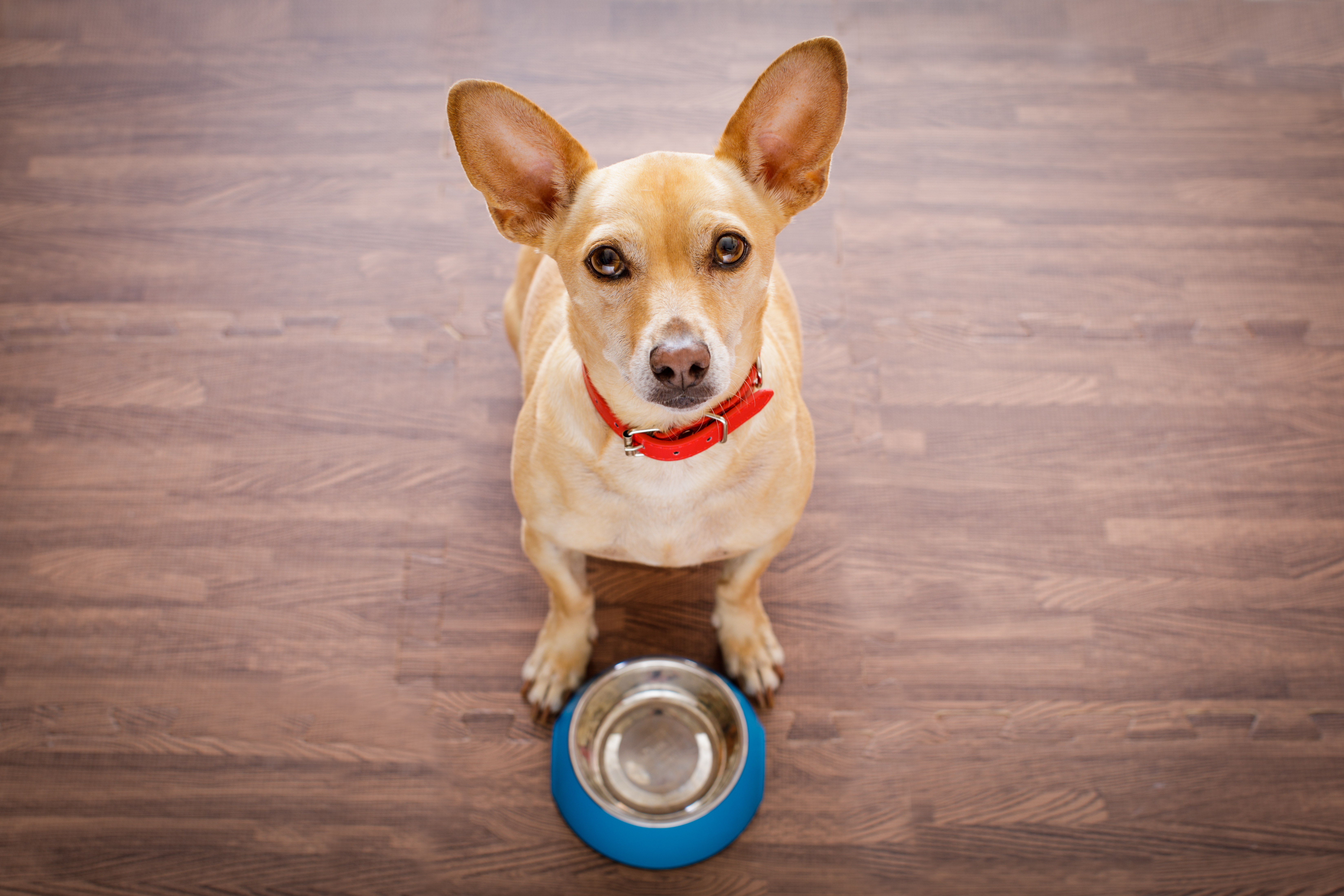 What Do Dogs Like to Eat Cuteness