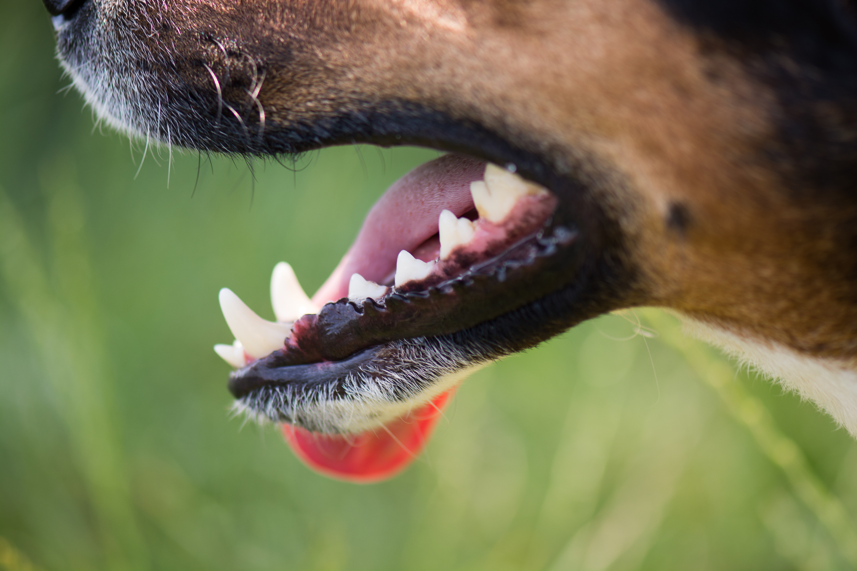 Scraping tartar sales off dog's teeth