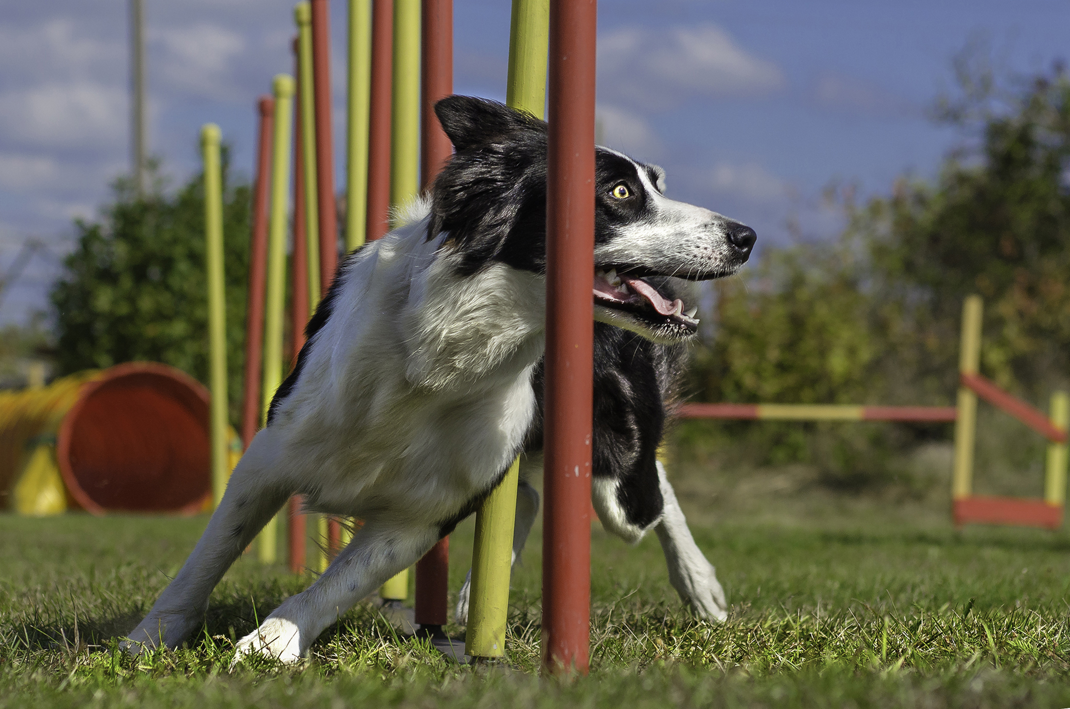 Brain Games and Mental Stimulation for Dogs