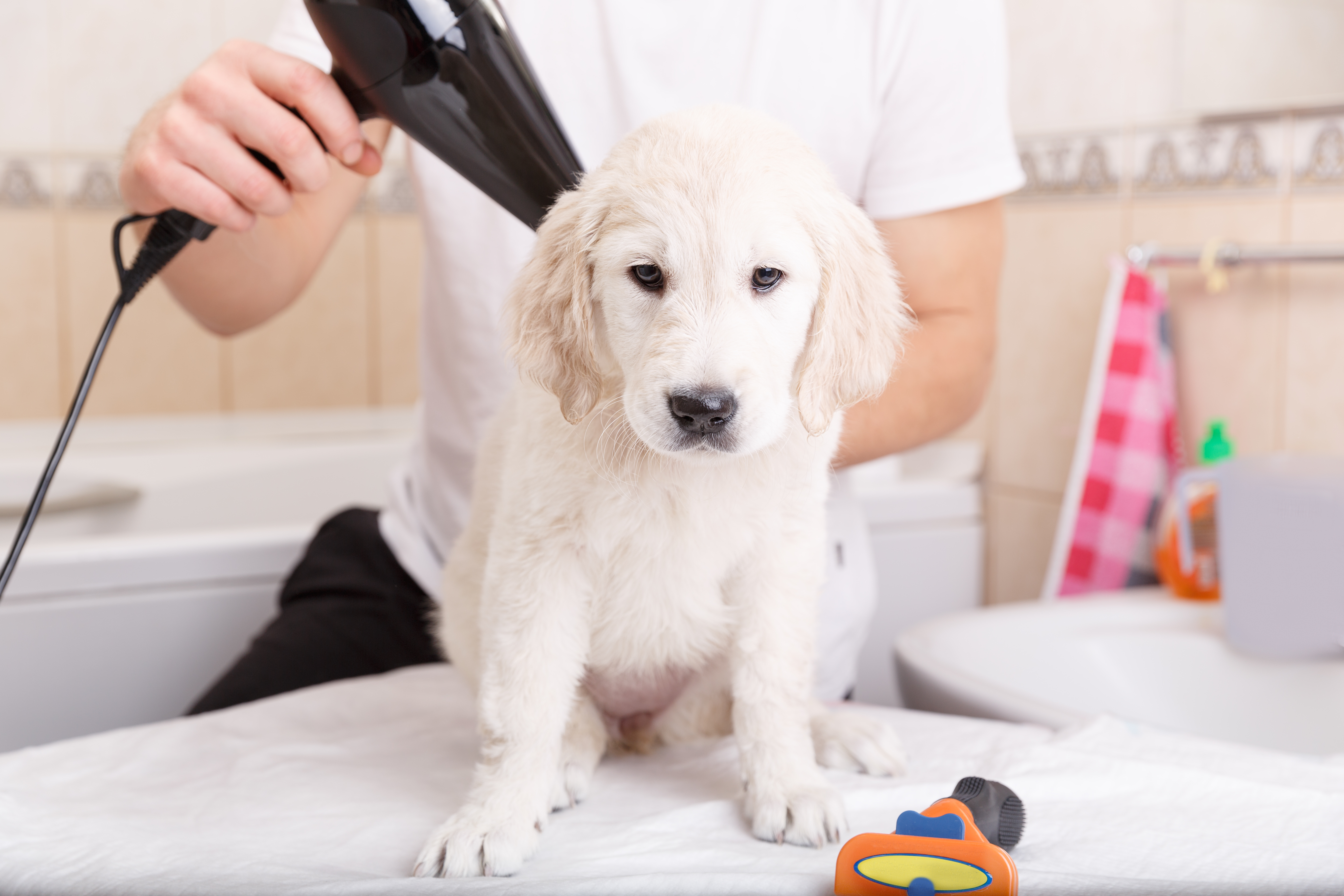 How to make your dog's hair soft sale