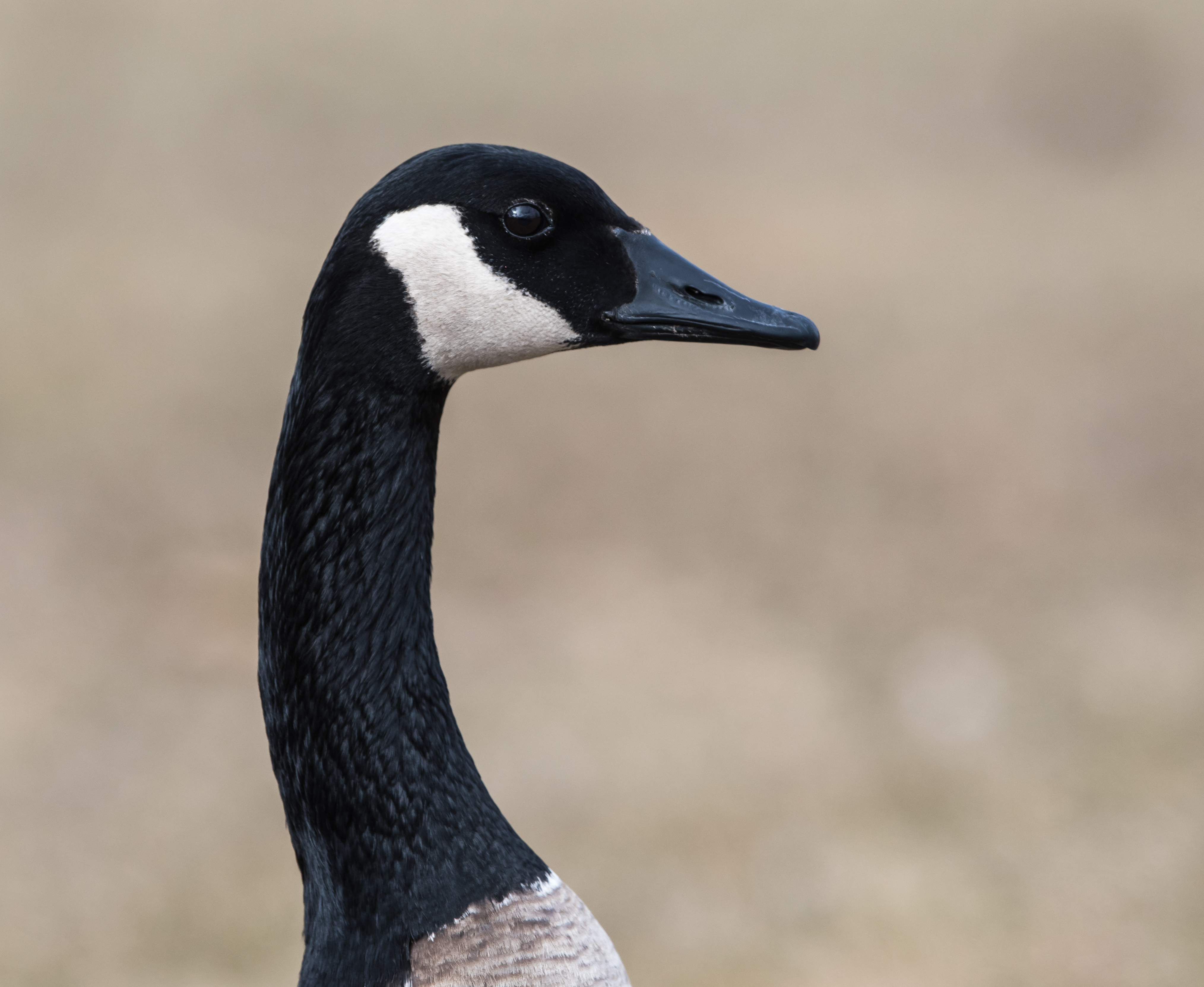 Canada goose hotsell bird female