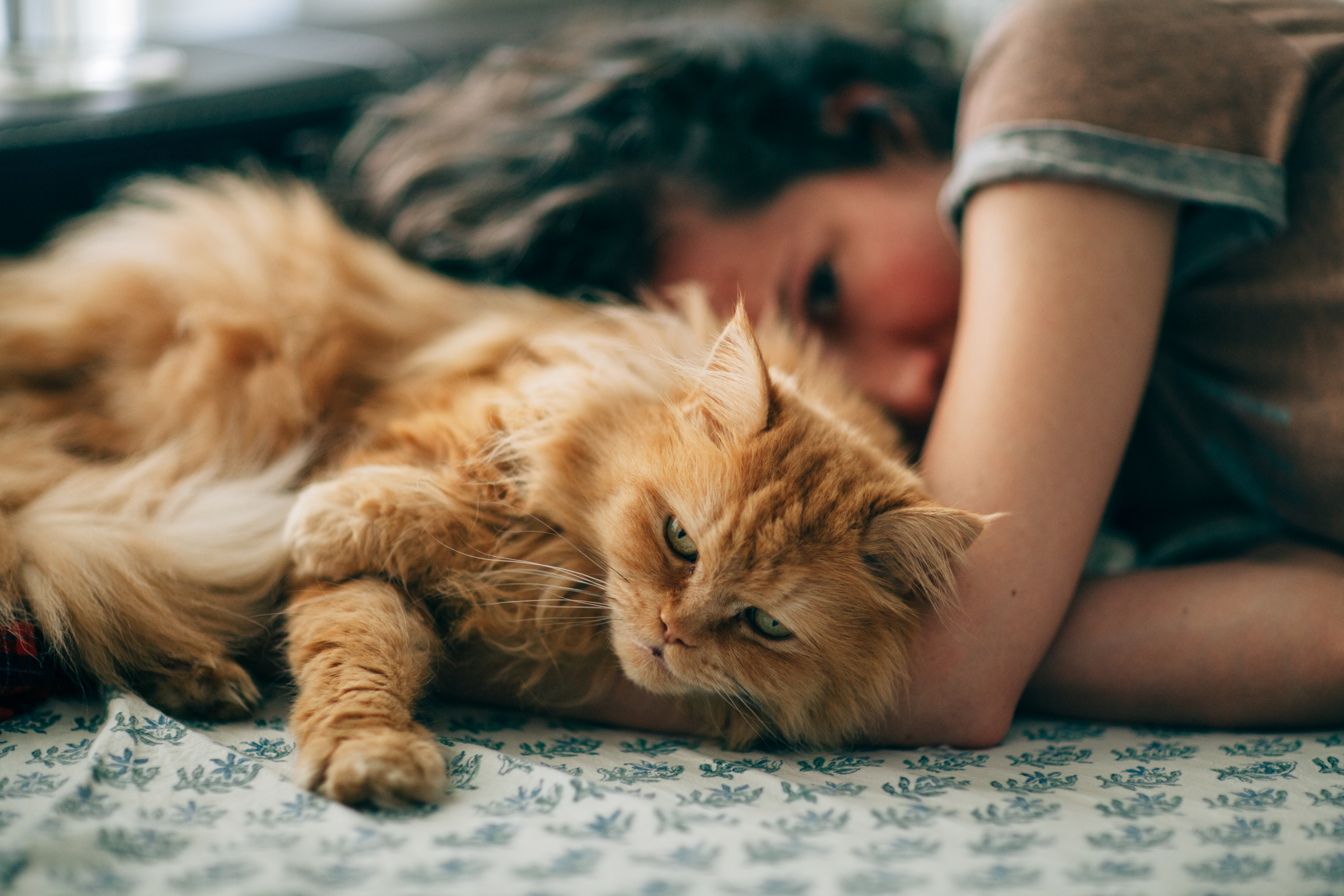 Long haired hot sale cat names