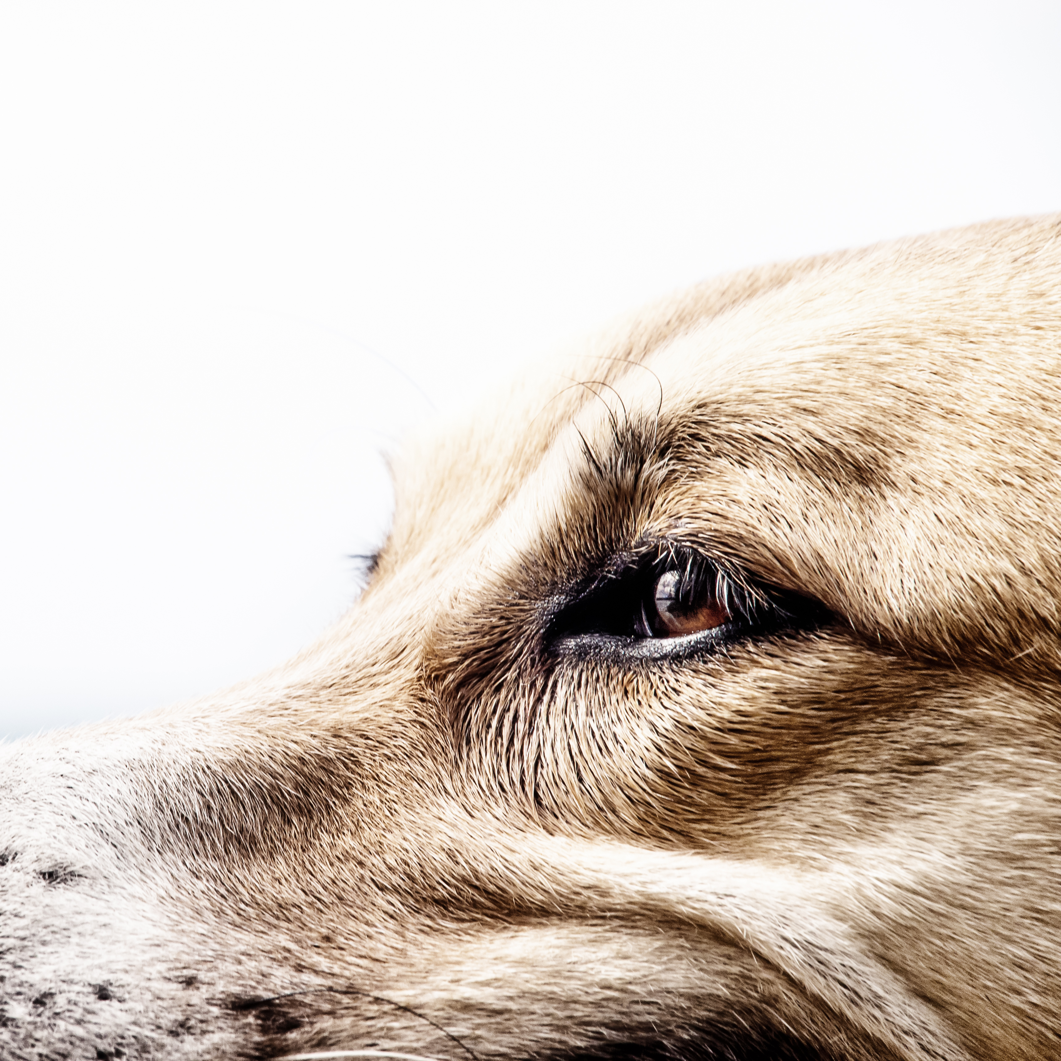 What Are the Causes of Head Tremors in Dogs?