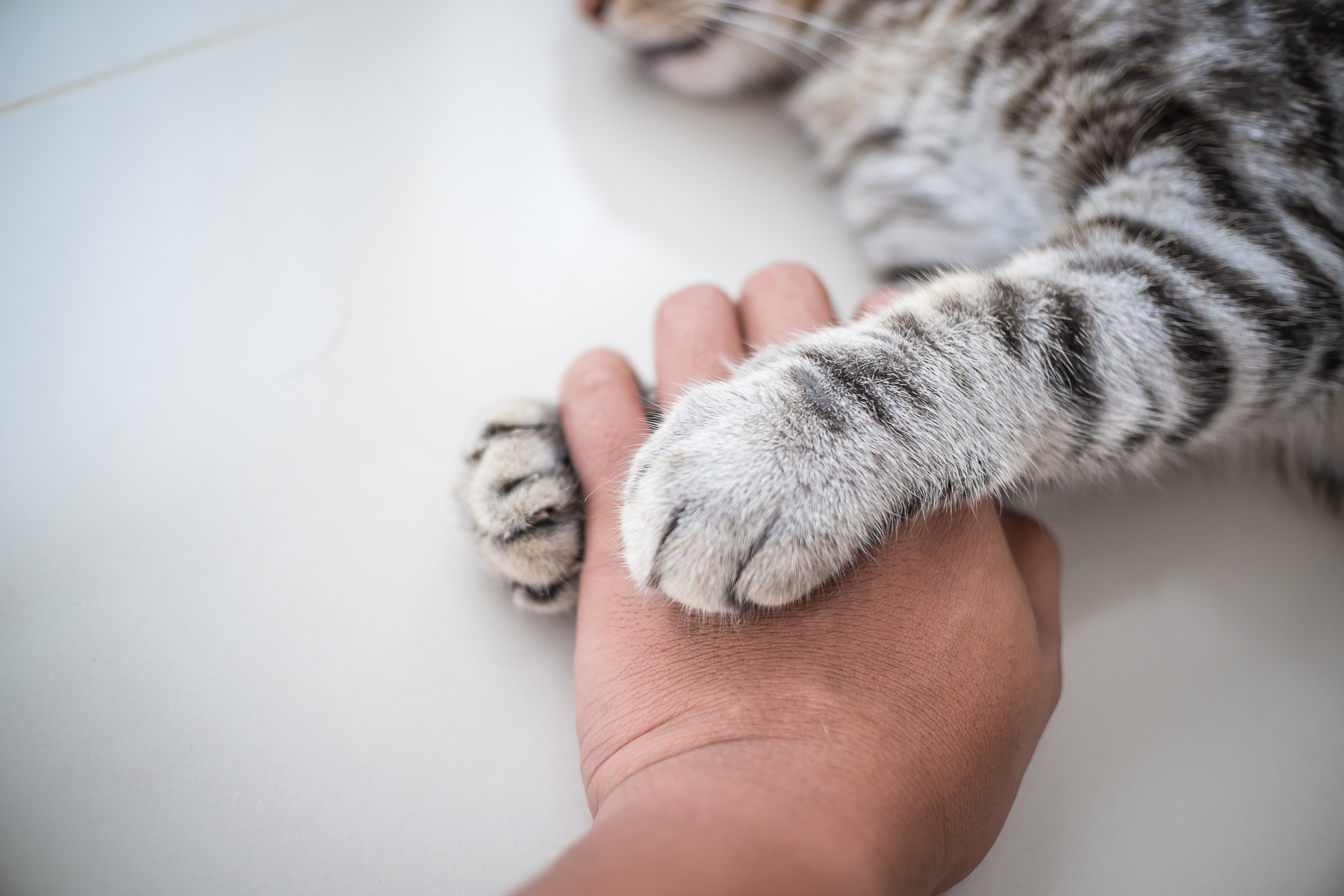 what does it mean when your dog puts his paw on his face