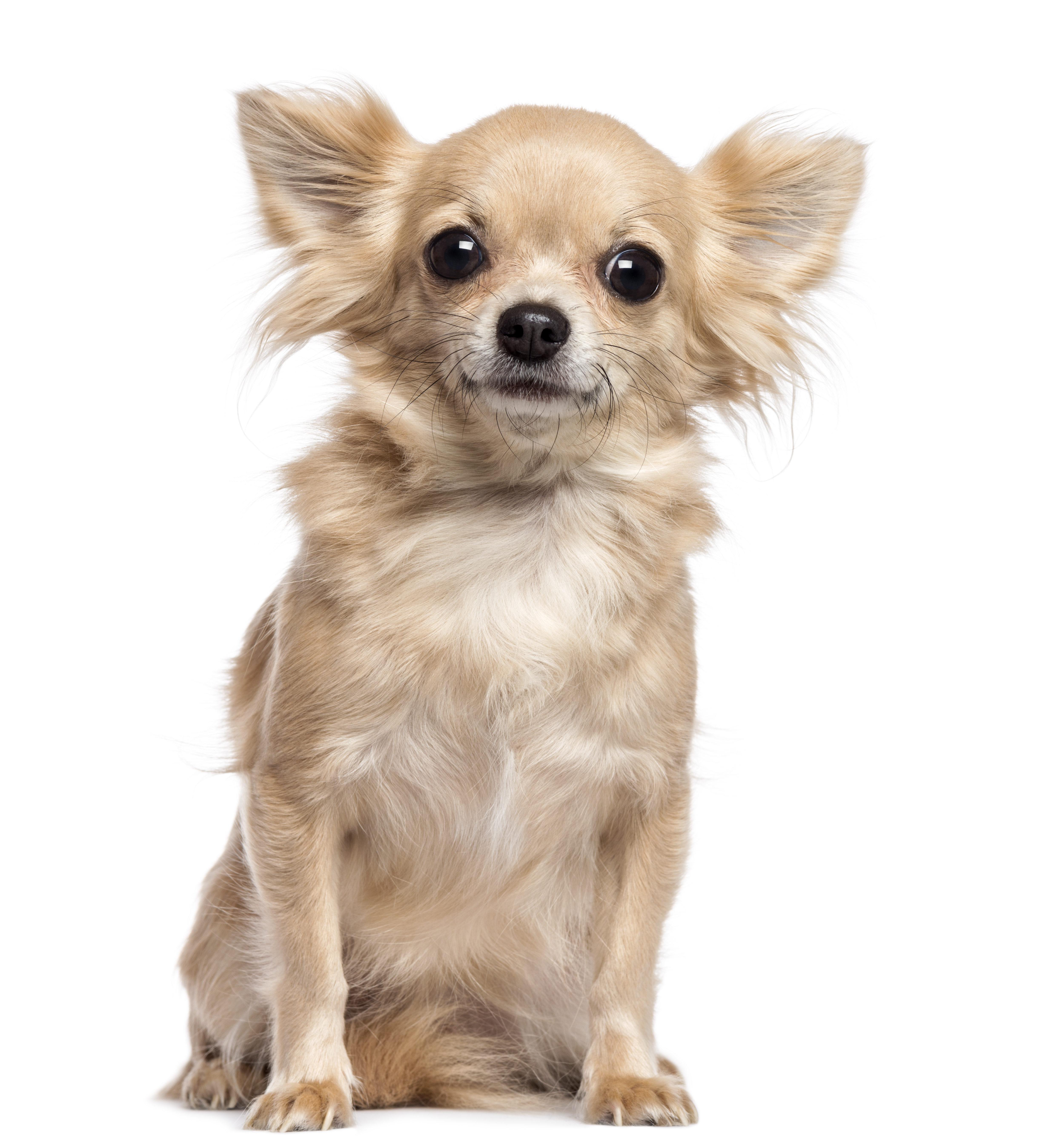 Signs your chihuahua is sales pregnant