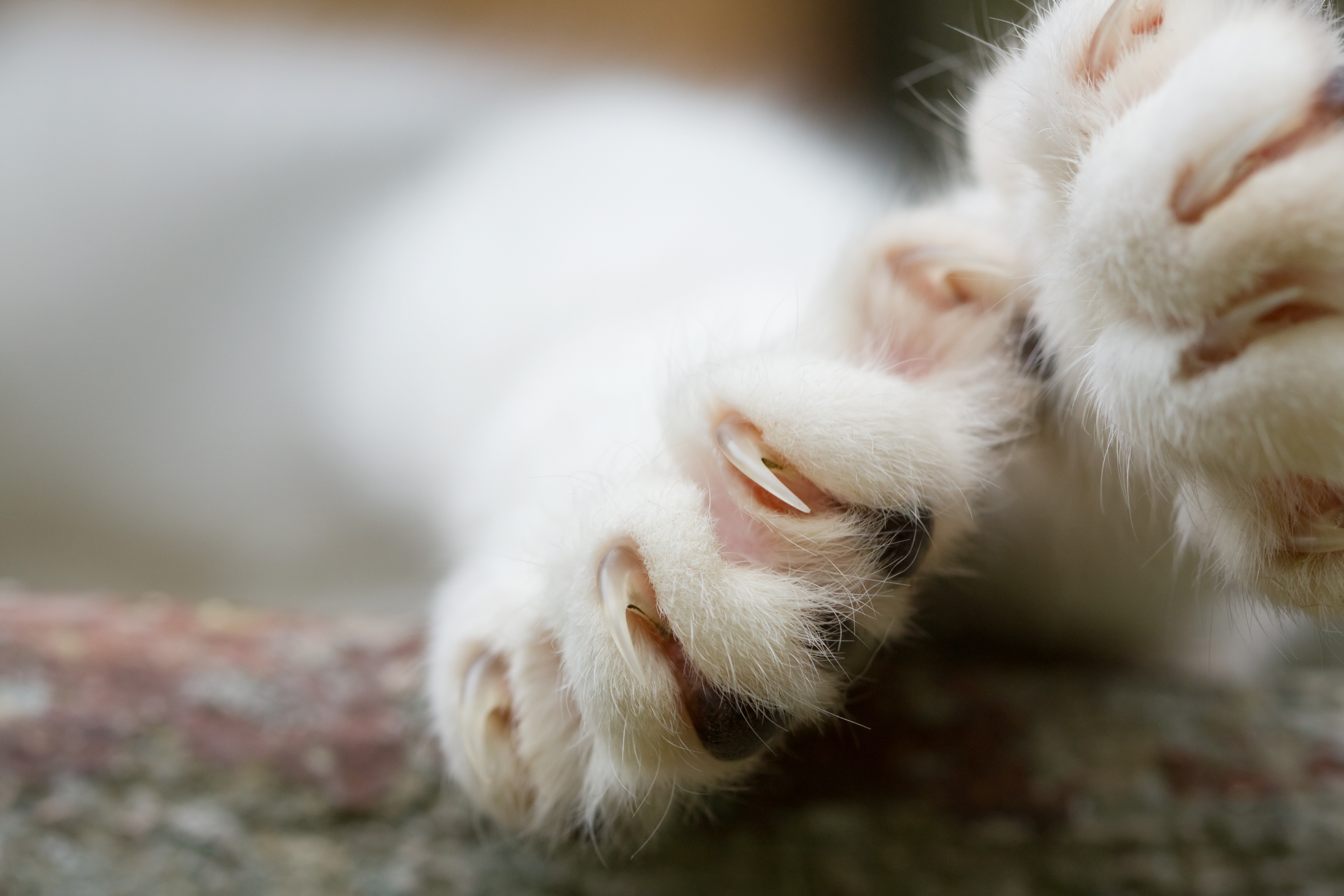 Cat tearing up carpet in front of clearance door