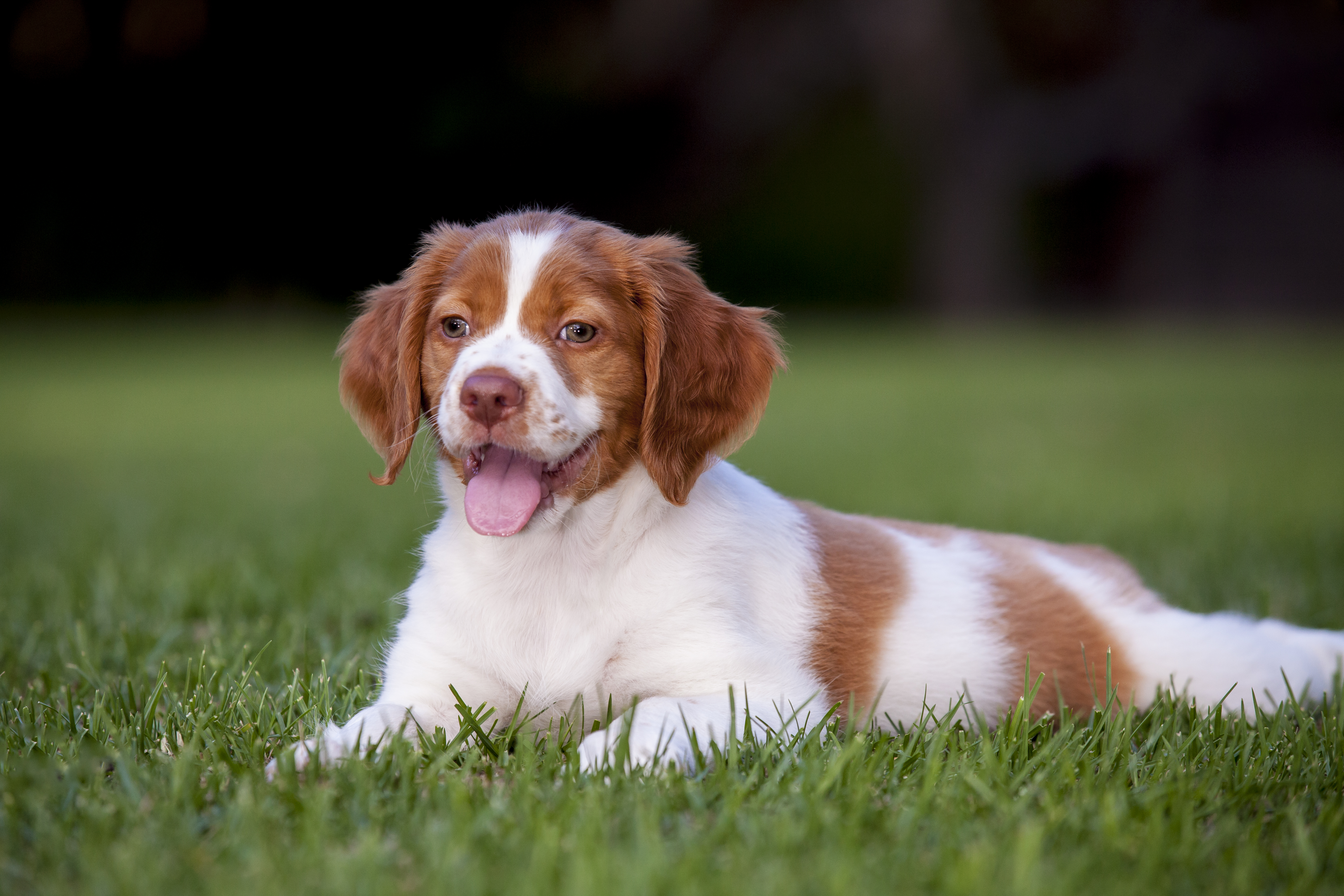 Dogs that look hot sale like brittany spaniels