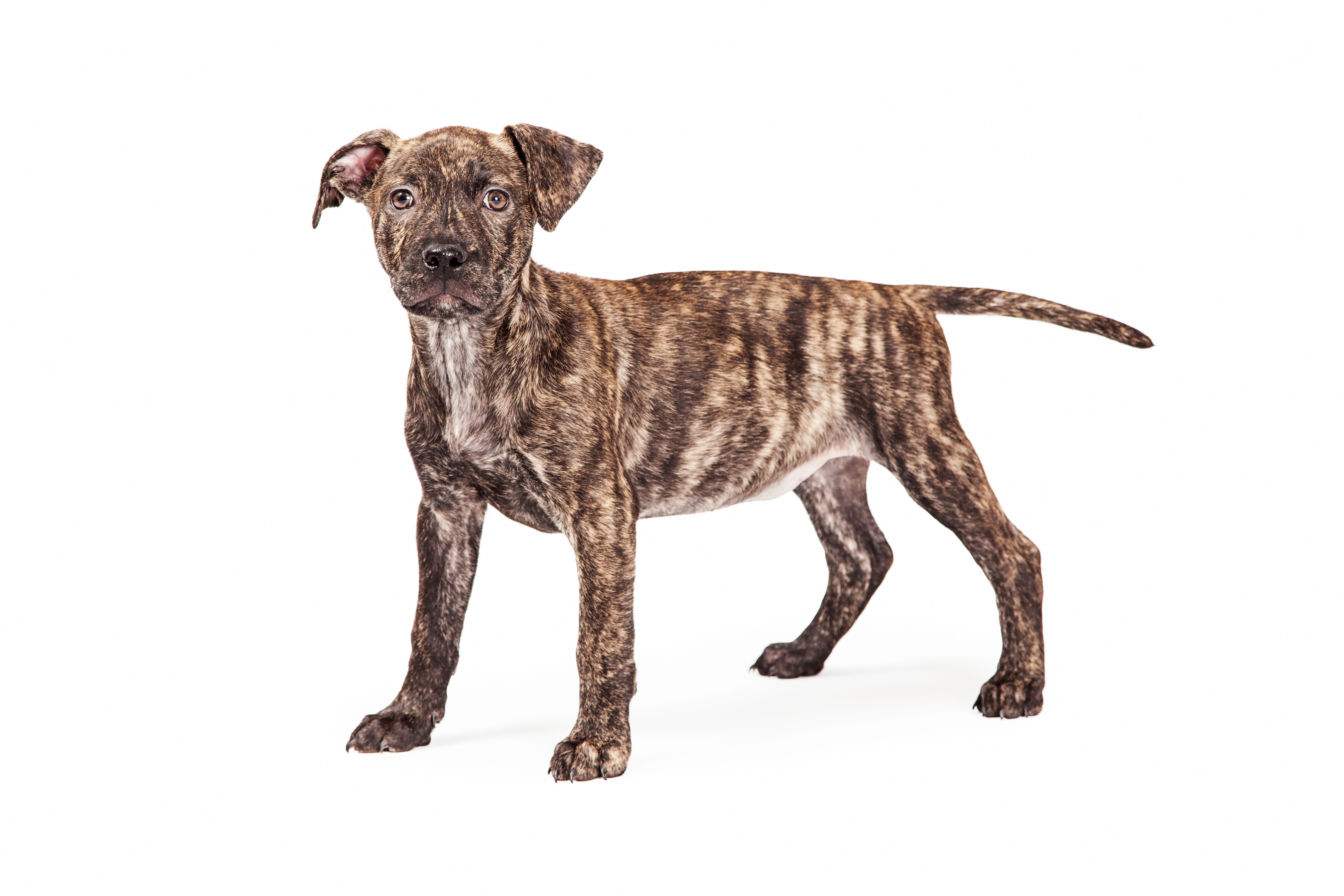 can pitbulls have brindle coats