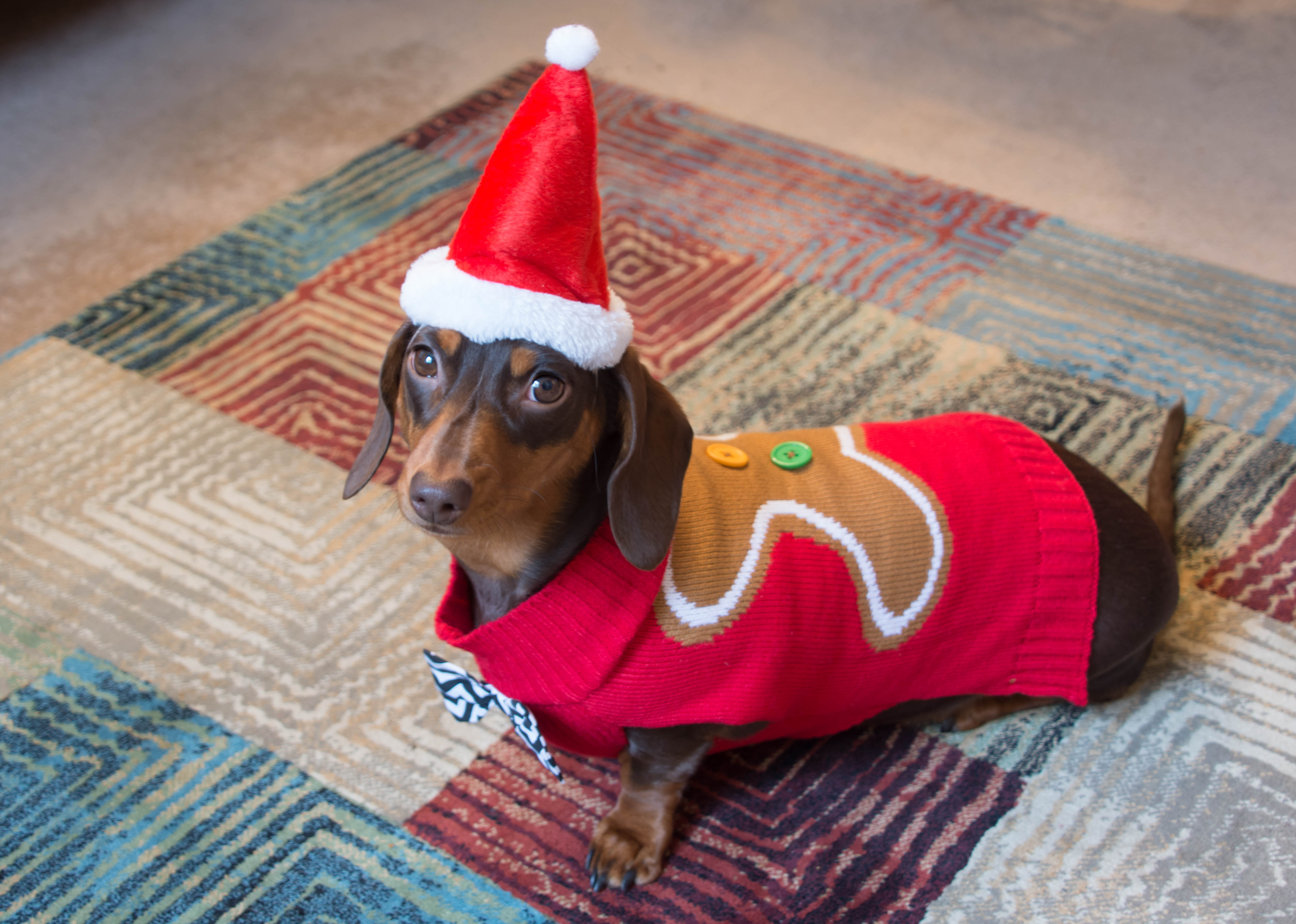 Your Pup Needs One of These Adorable Christmas Sweaters from