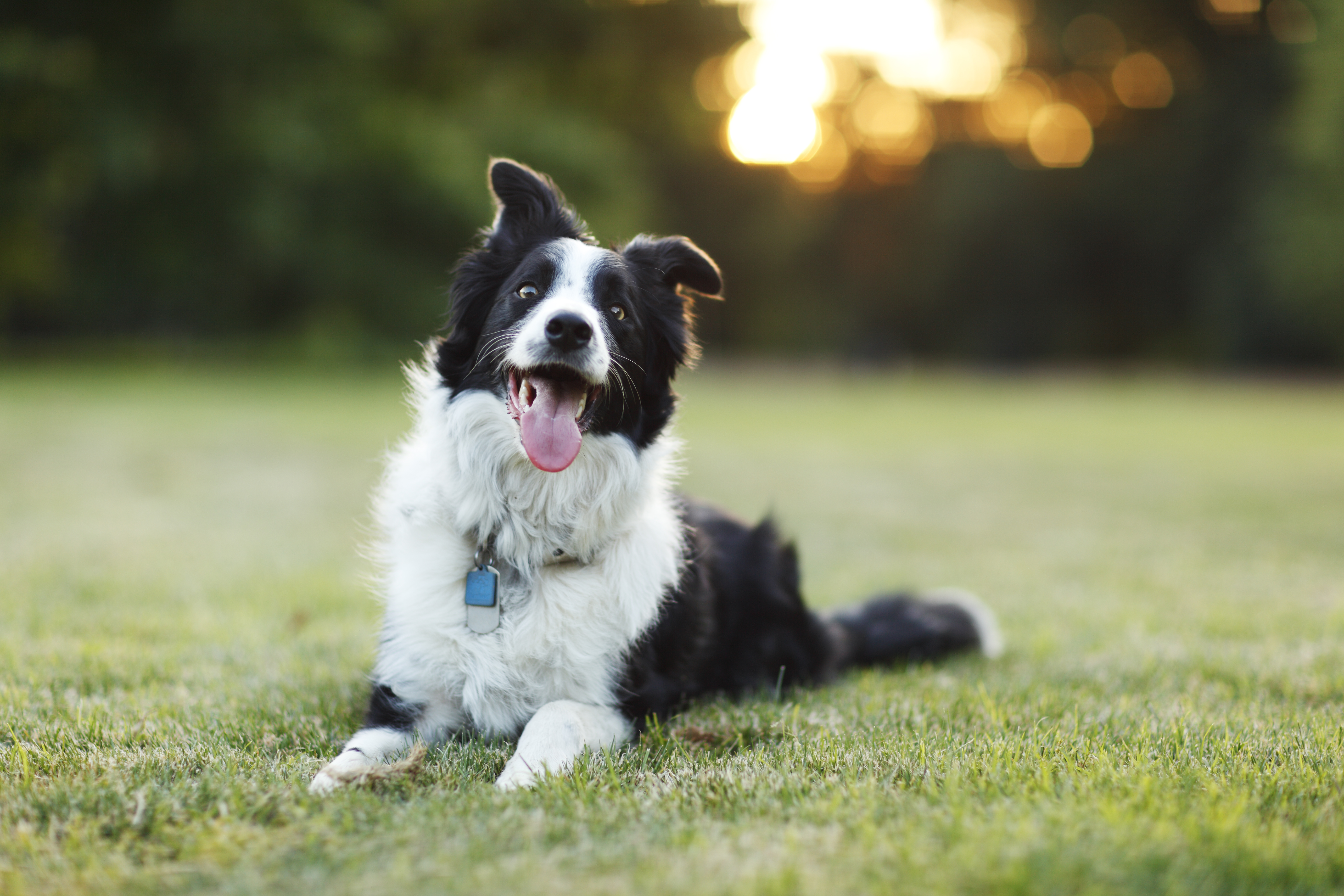 English border hot sale collie