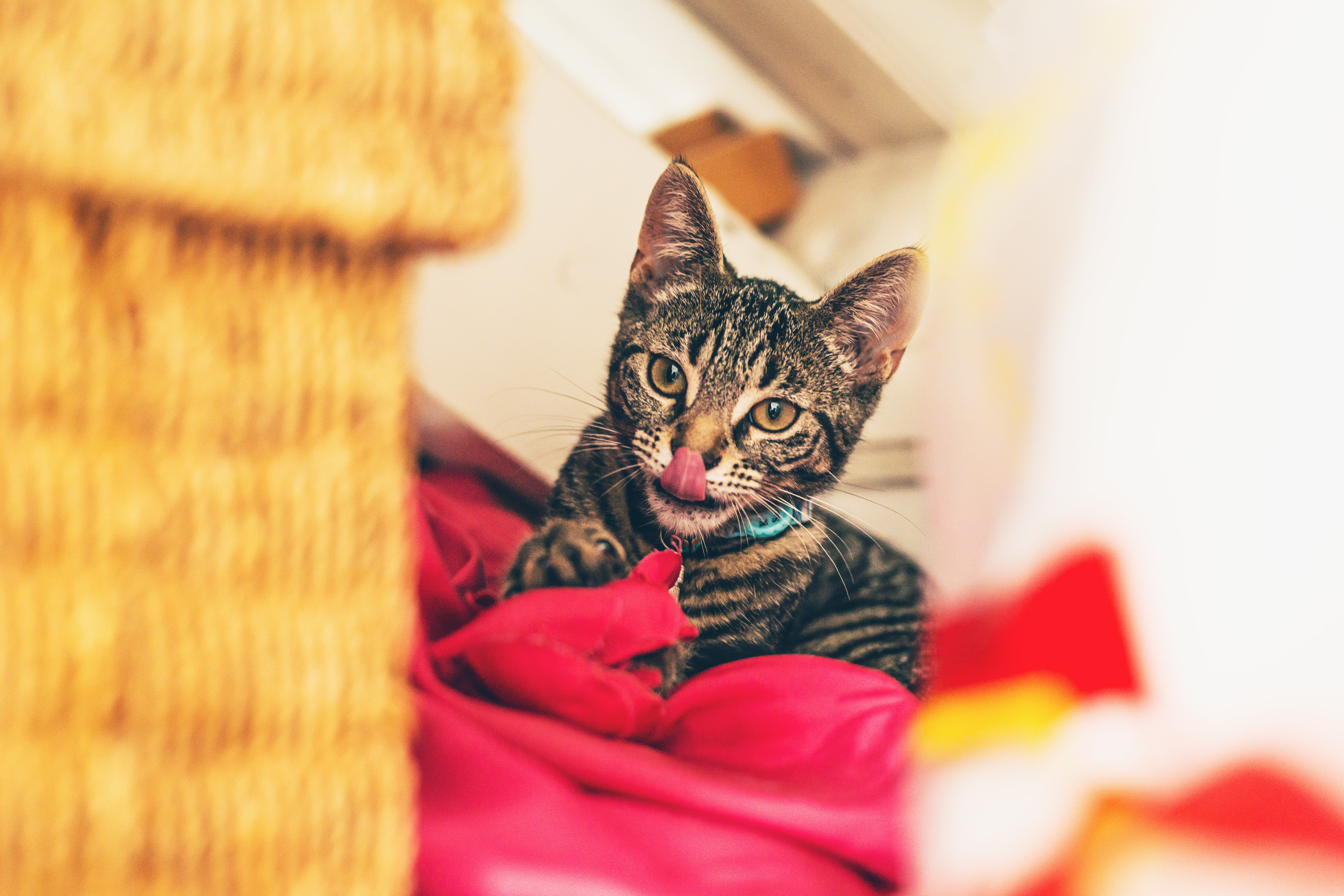 Cat hotsell licking furniture