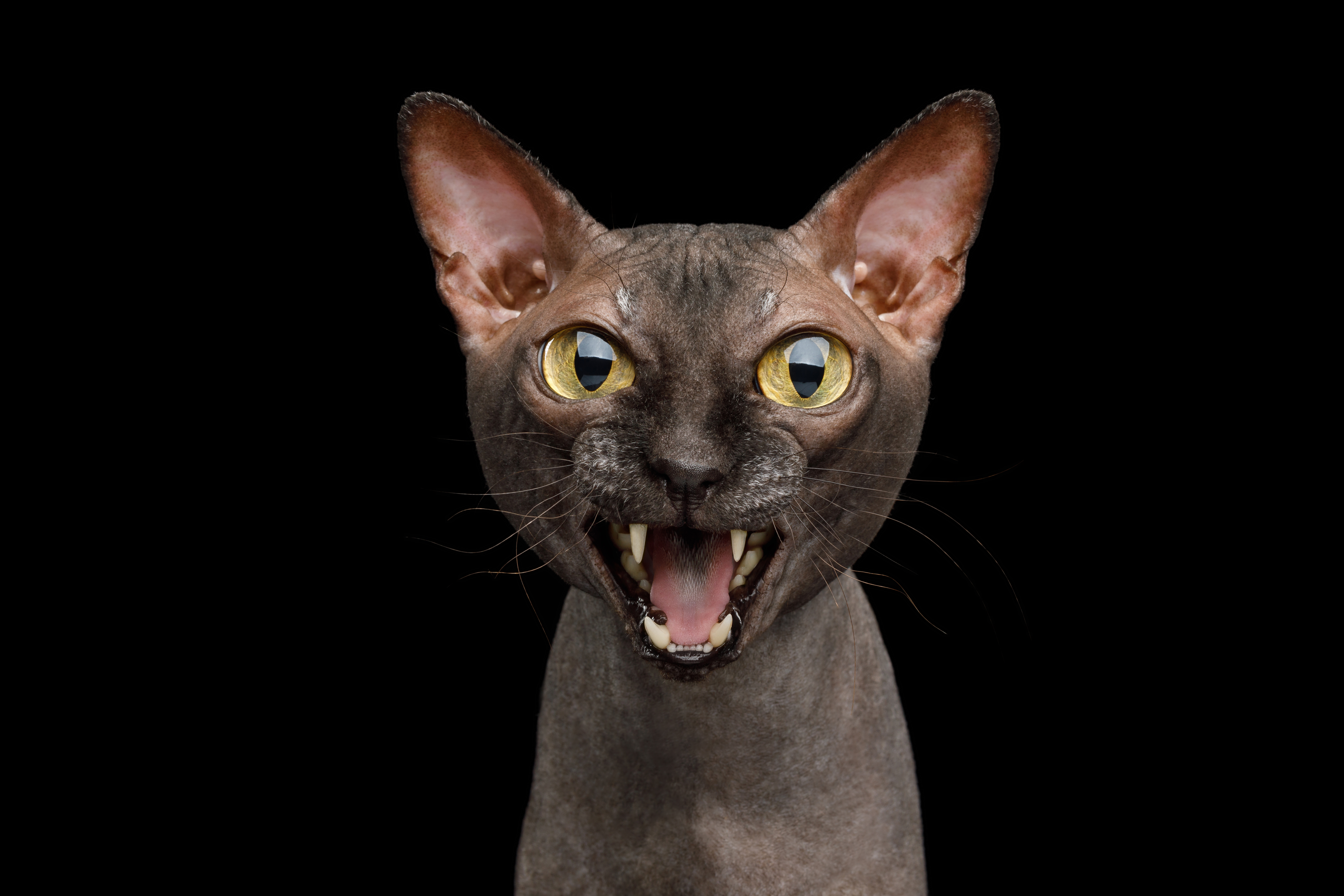 Cat Screaming — What It Sounds Like and What It Means - Catster