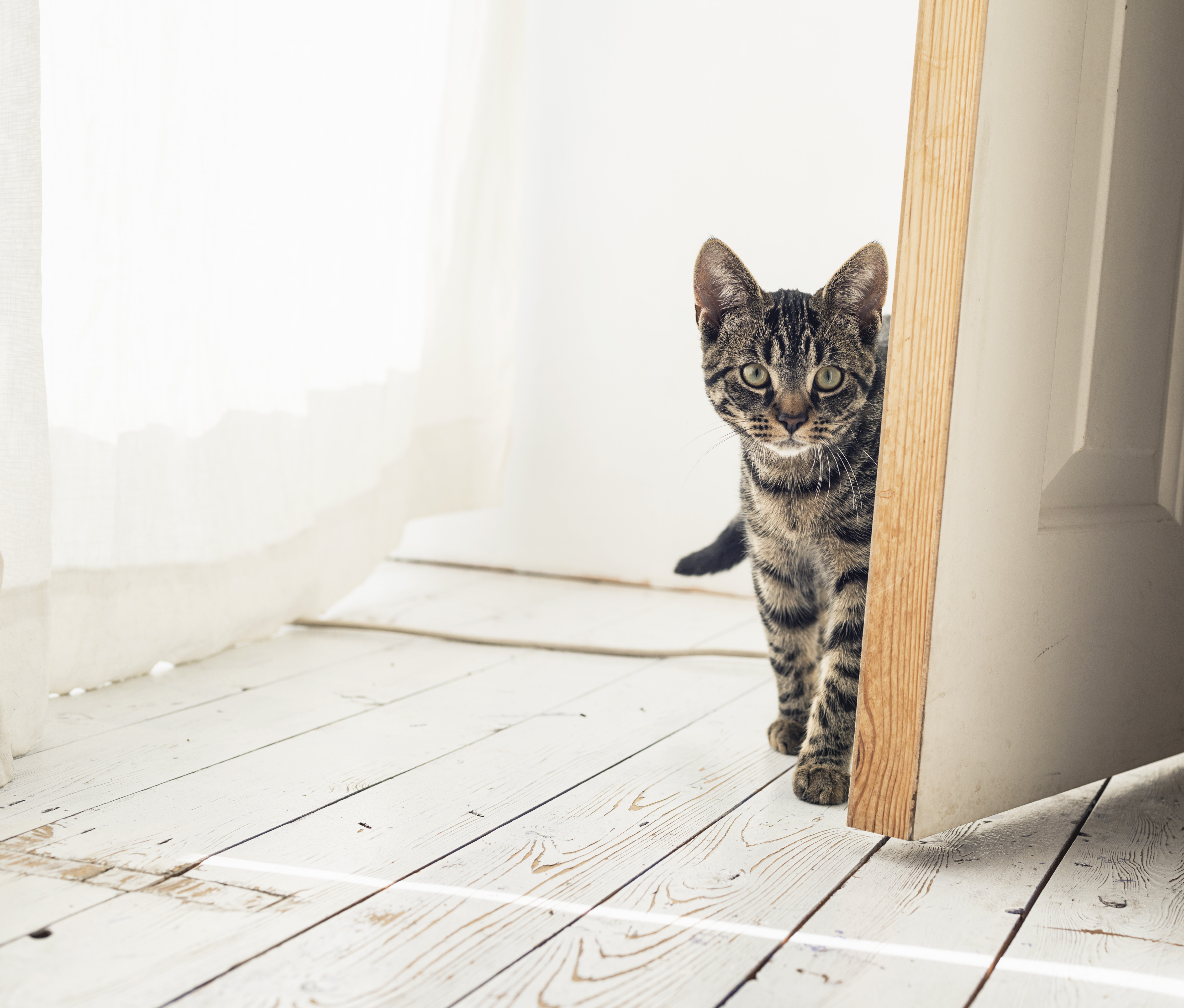 Cat opening shop a door