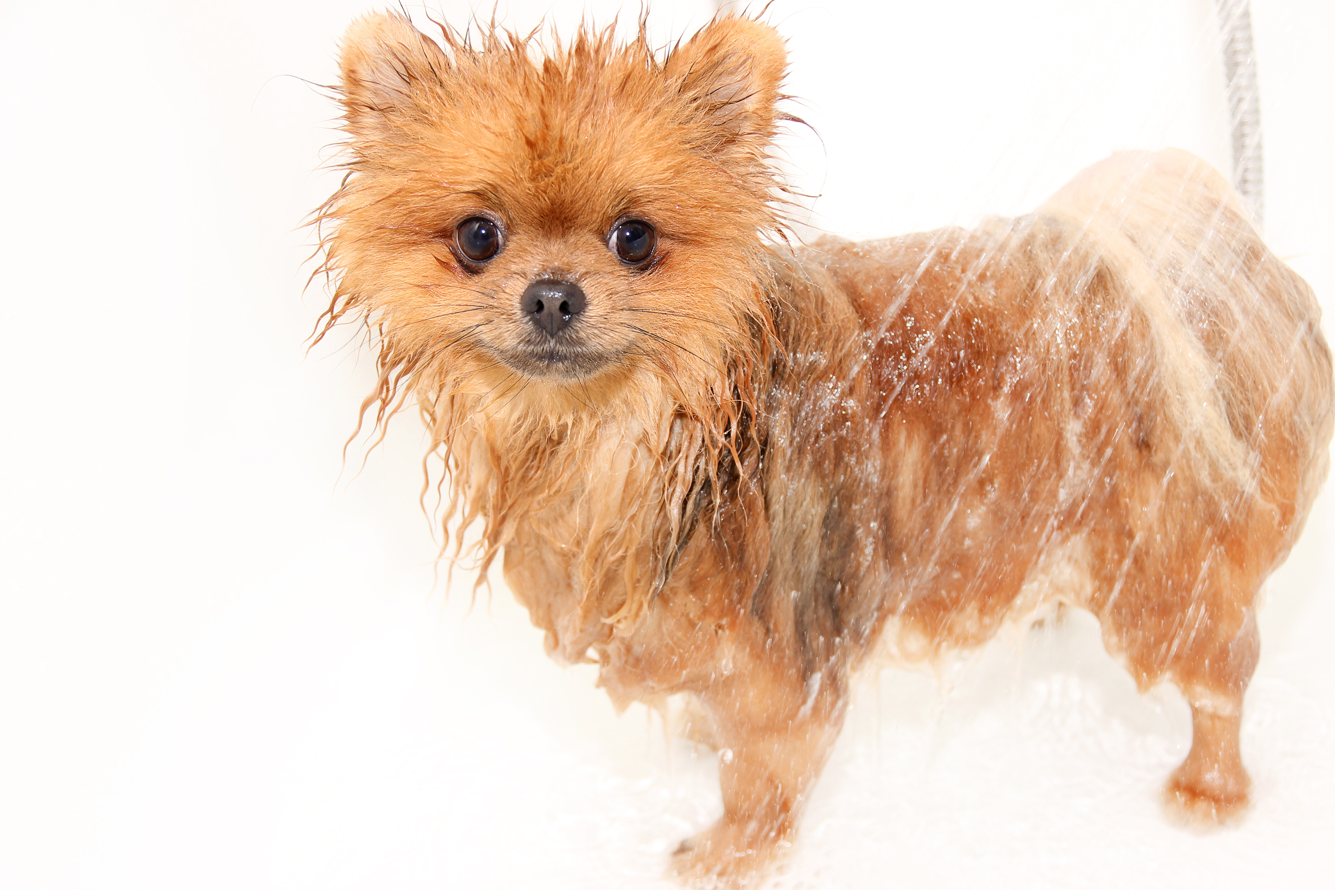 Wet pomeranian hot sale