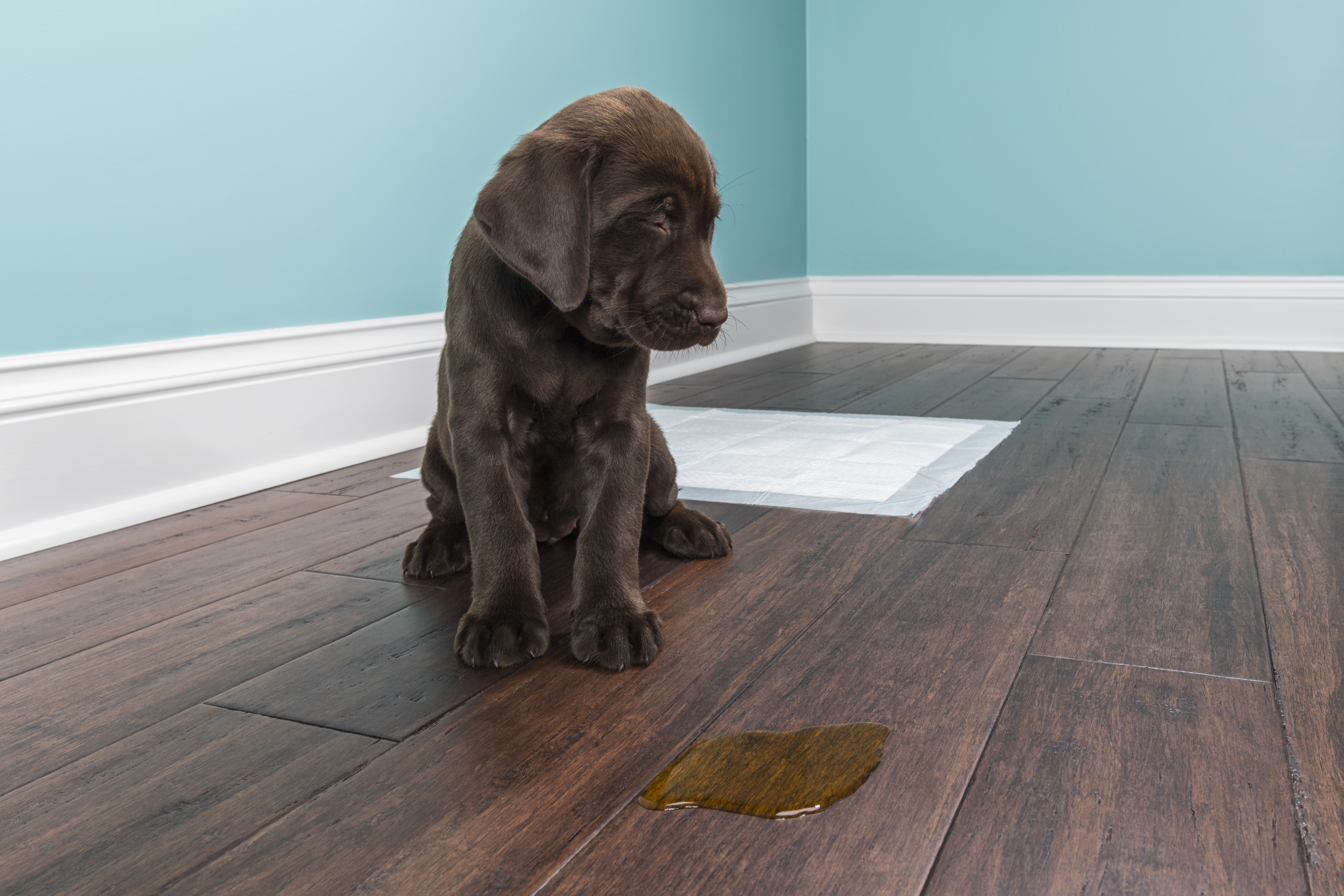 Dog Urine Odor In Hardwood Floors