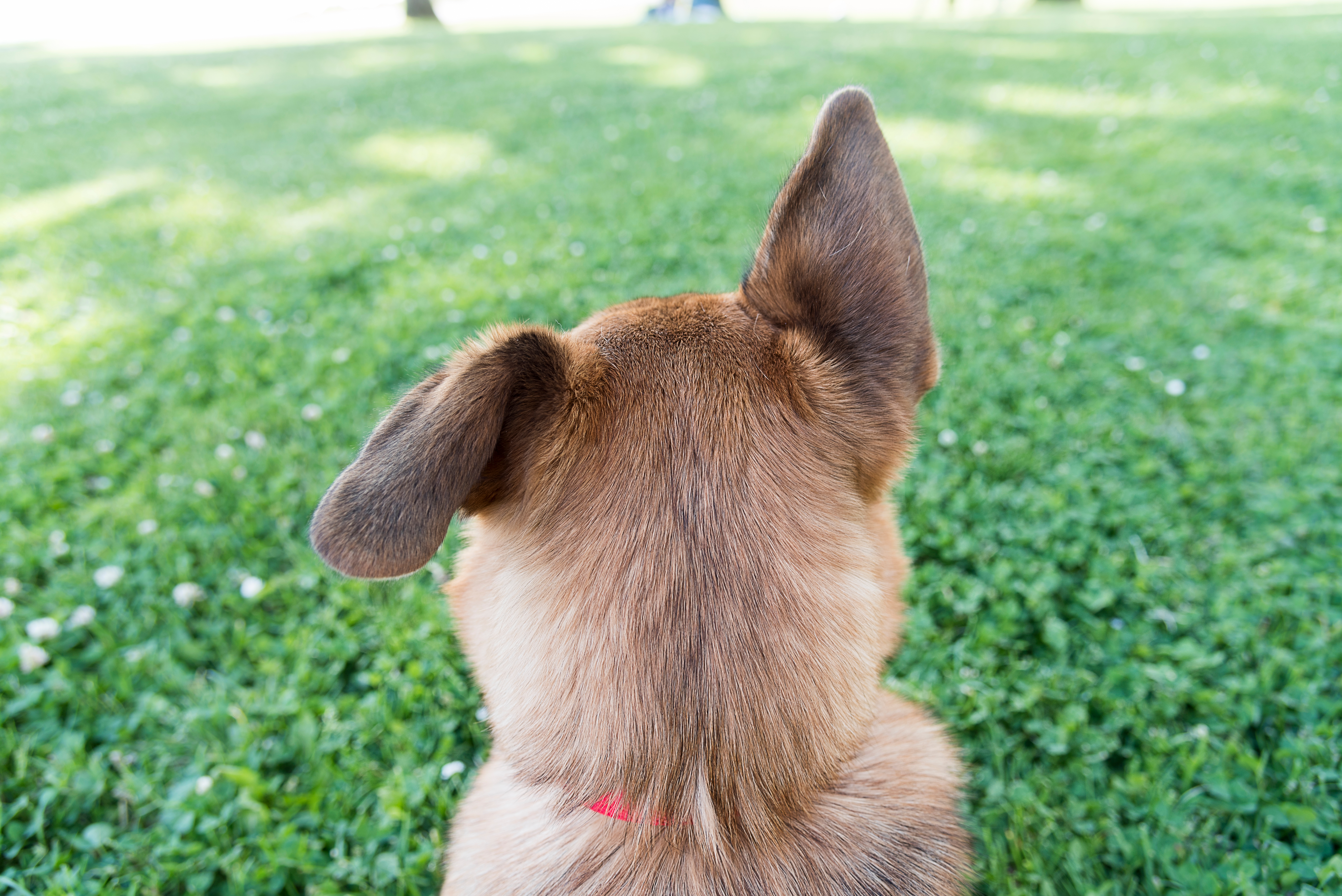 why do dogs ears go down