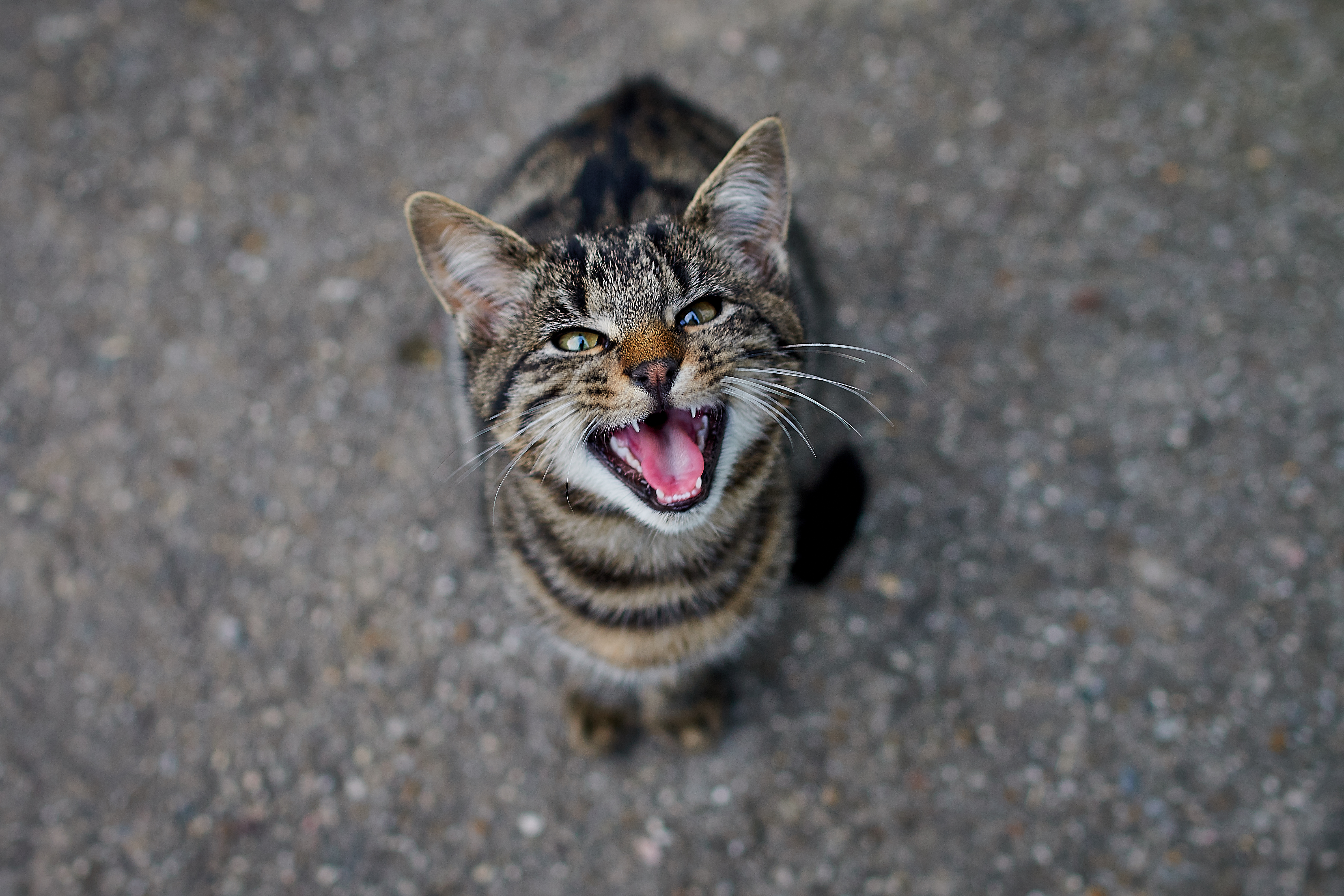 Cat Screaming — What It Sounds Like and What It Means - Catster