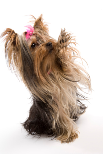 What Treats Are Good for a Puppy Yorkie Cuteness