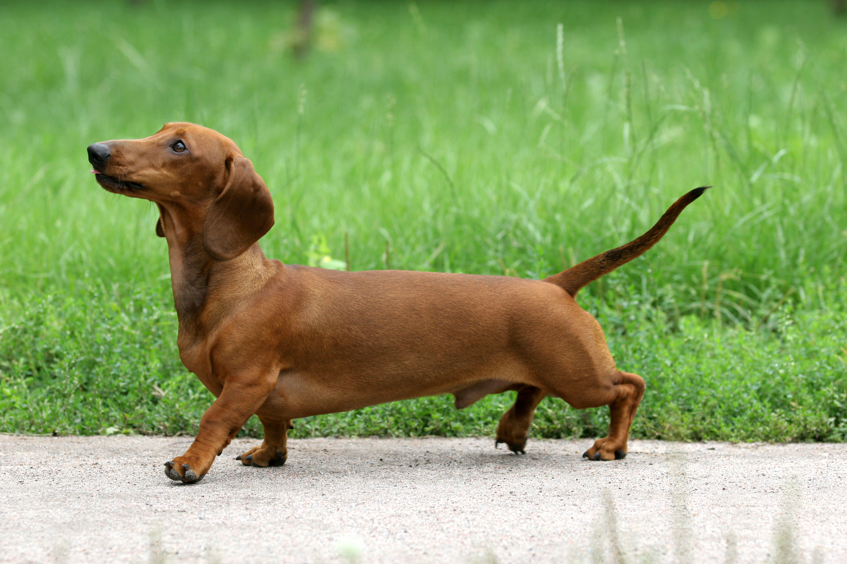 Hypoallergenic sausage clearance dog