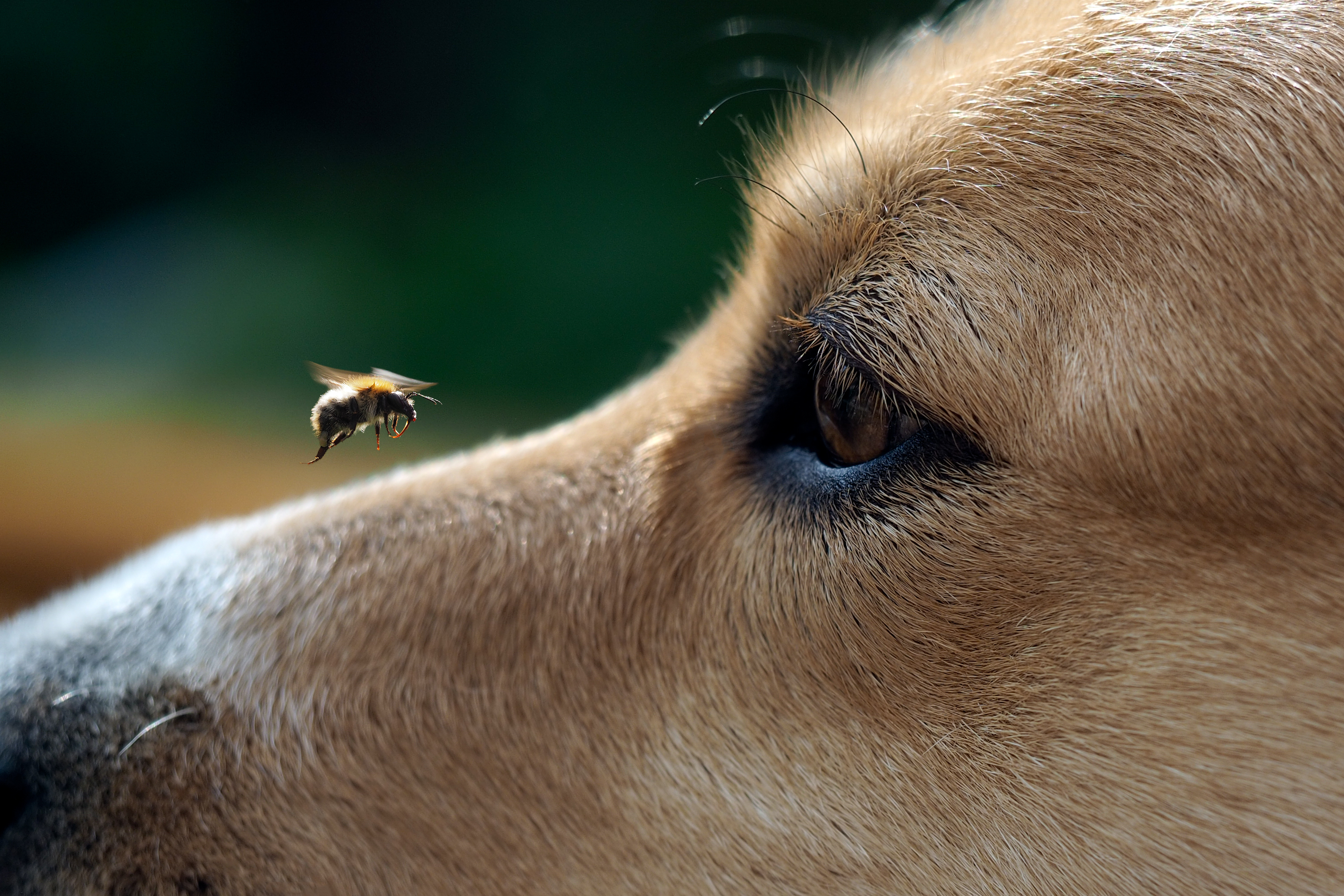 Calamine lotion 2025 on dogs skin