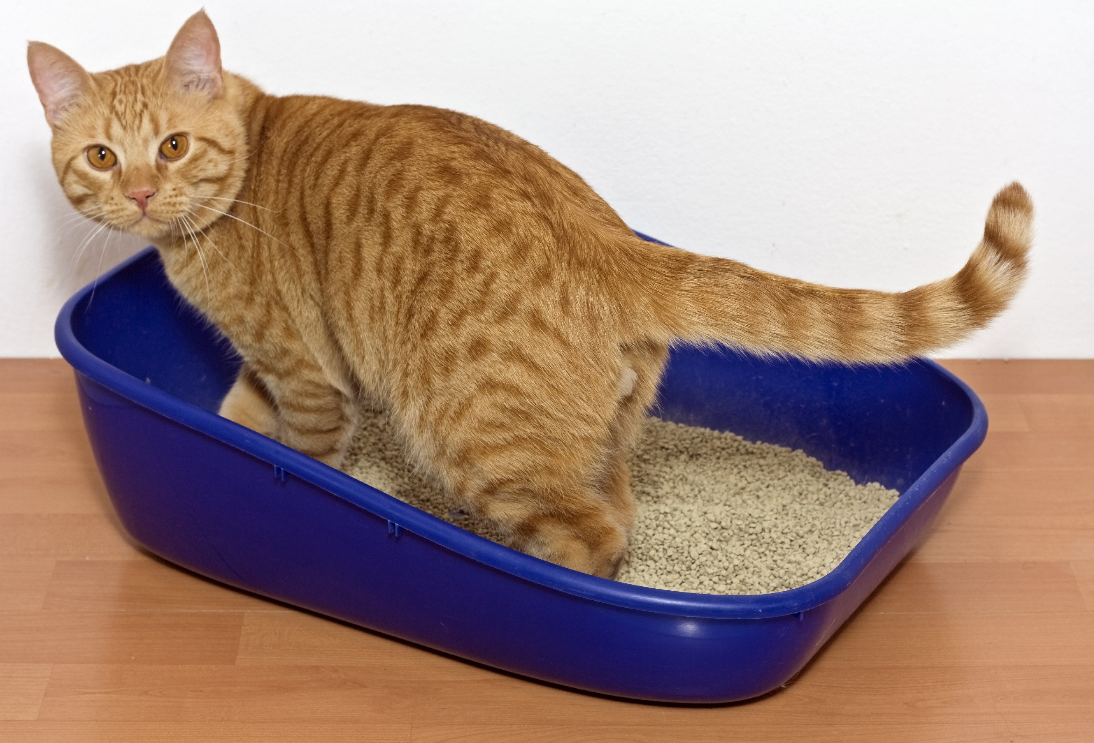 Can fleas live on sale in litter box