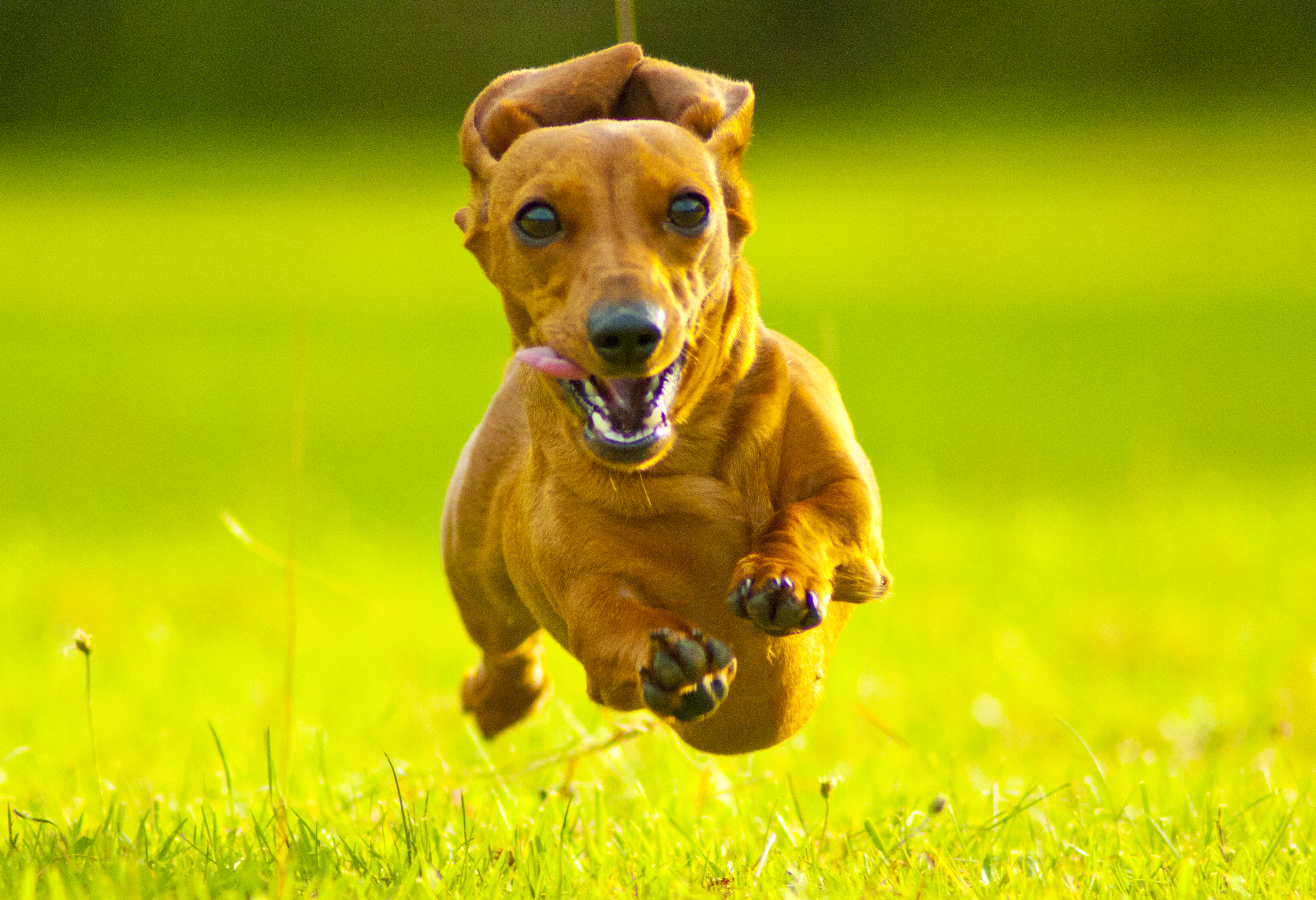 do smooth haired dachshunds malt