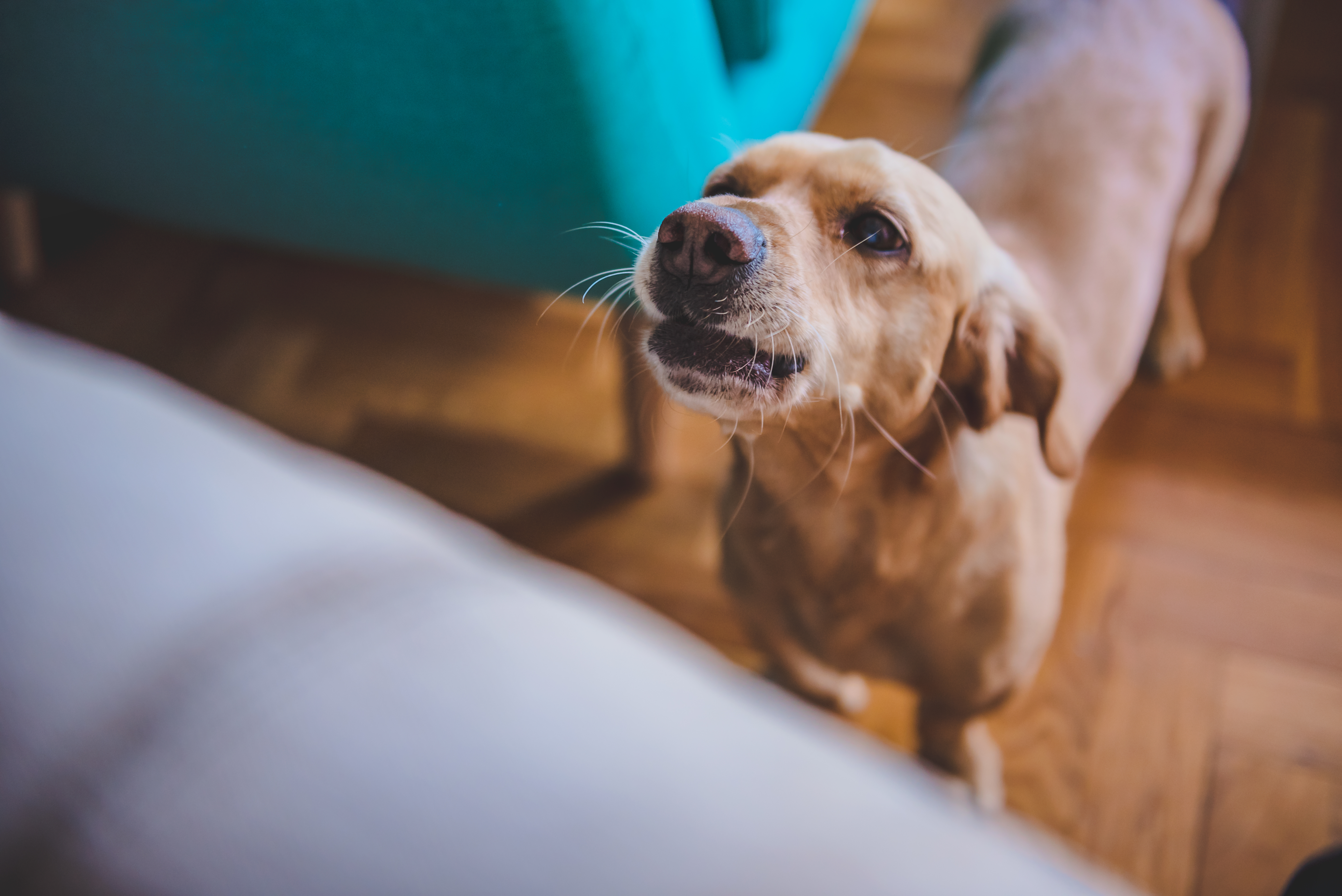 Dog hoarse bark clearance remedy