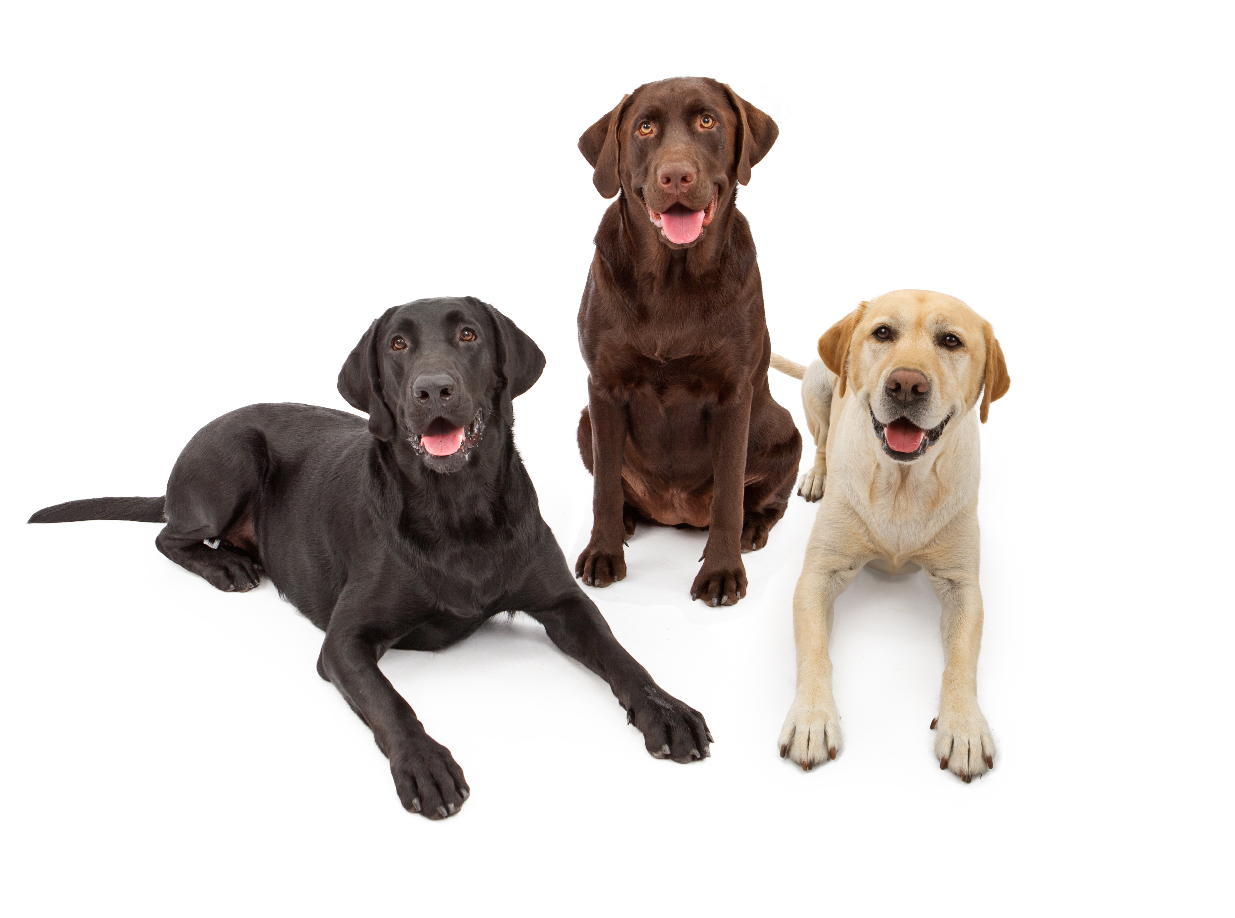 Labrador puppy discount names male