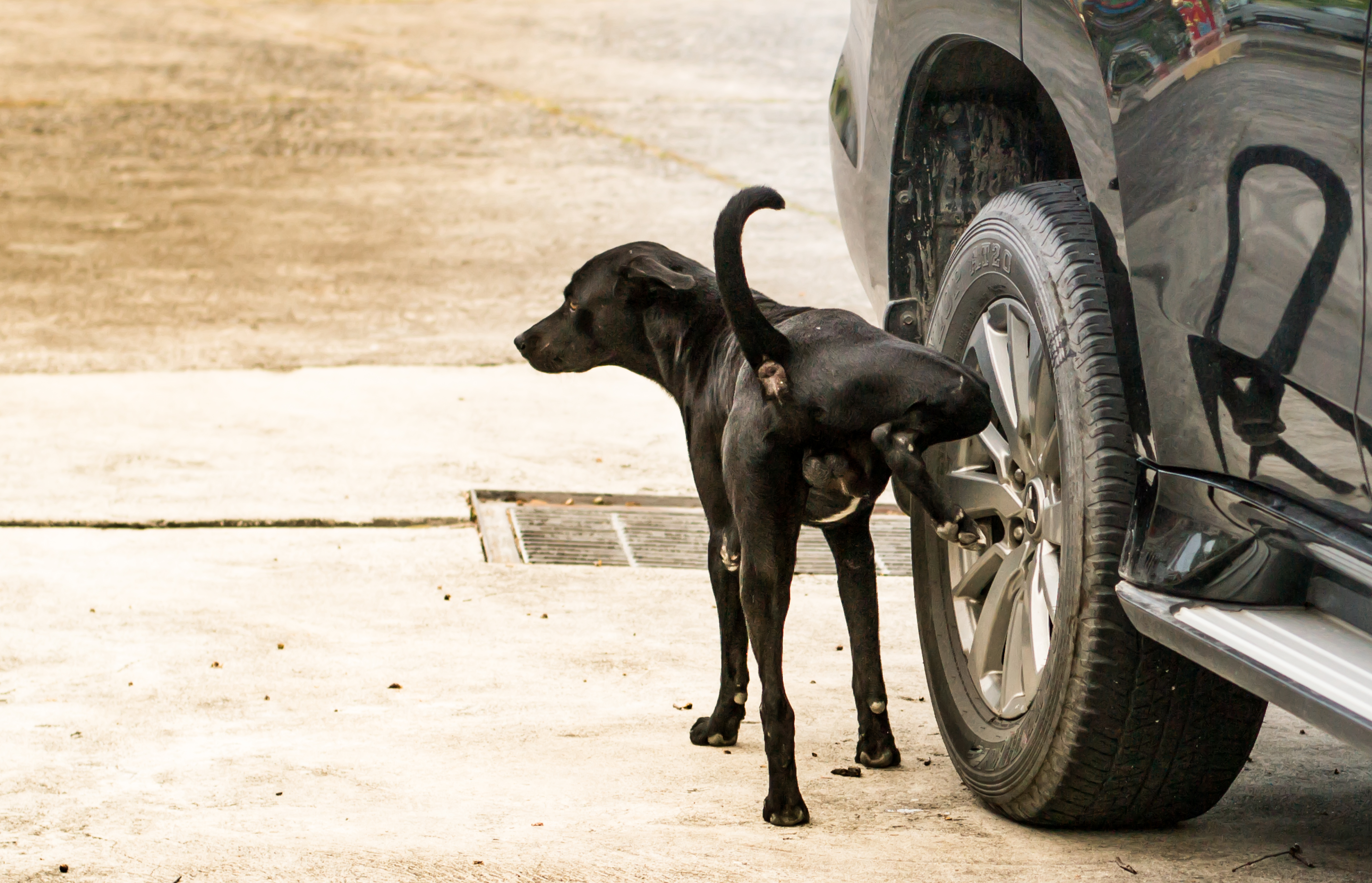 Why Do Dogs Pee On Car Tires? | Cuteness