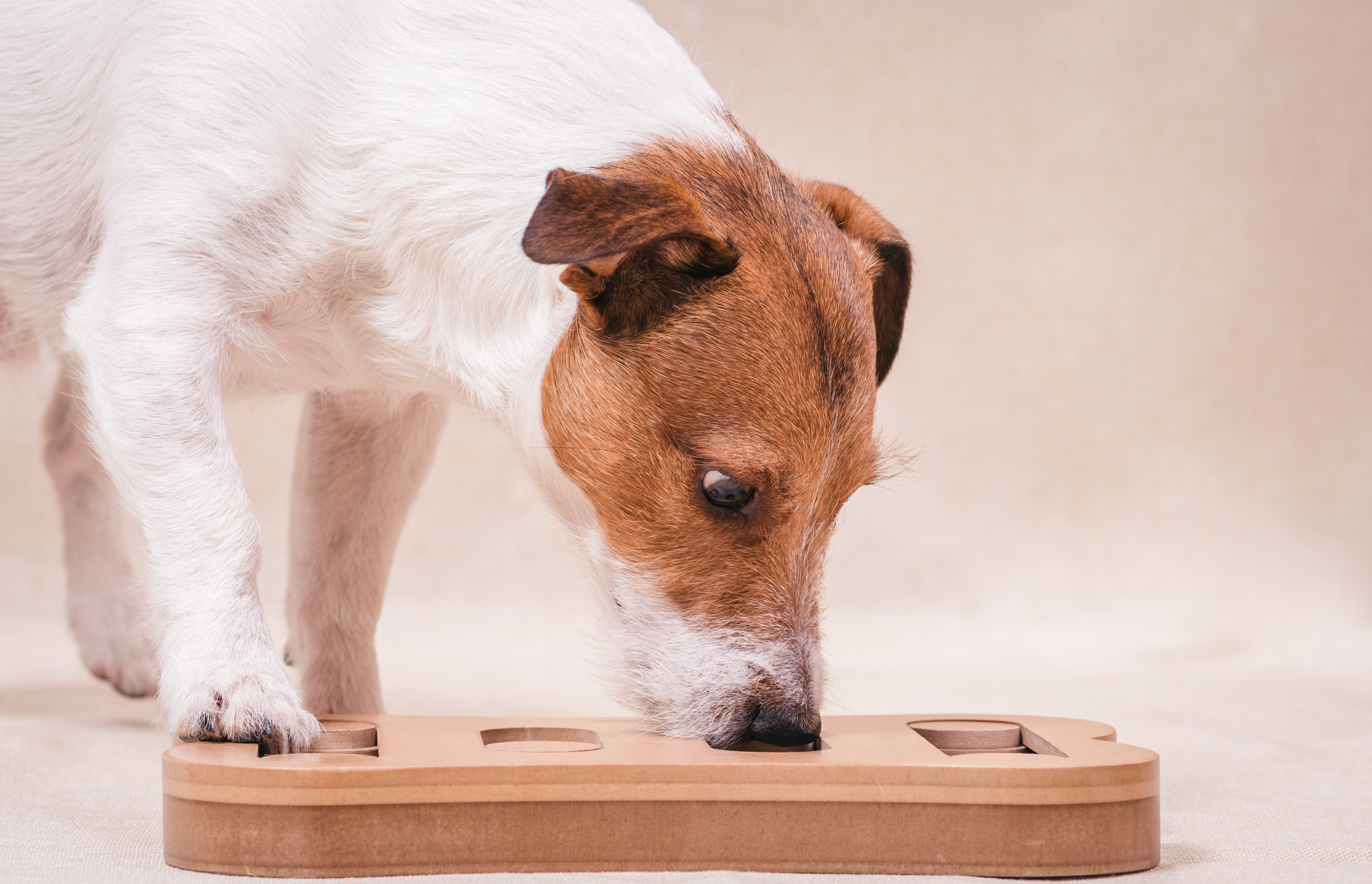 5 Benefits of Dog Puzzles and How to Get Started