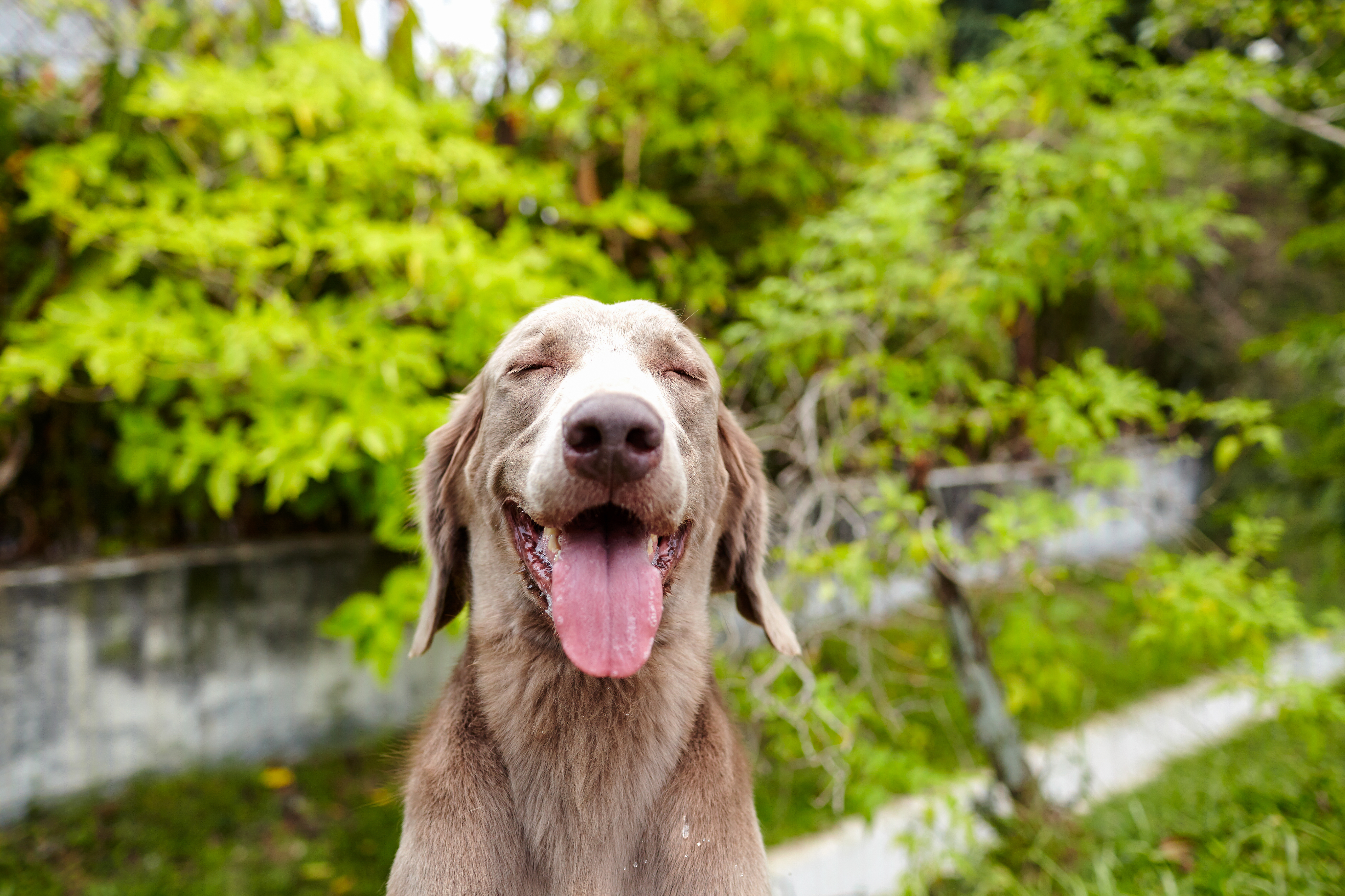 why do dogs open their mouths when playing