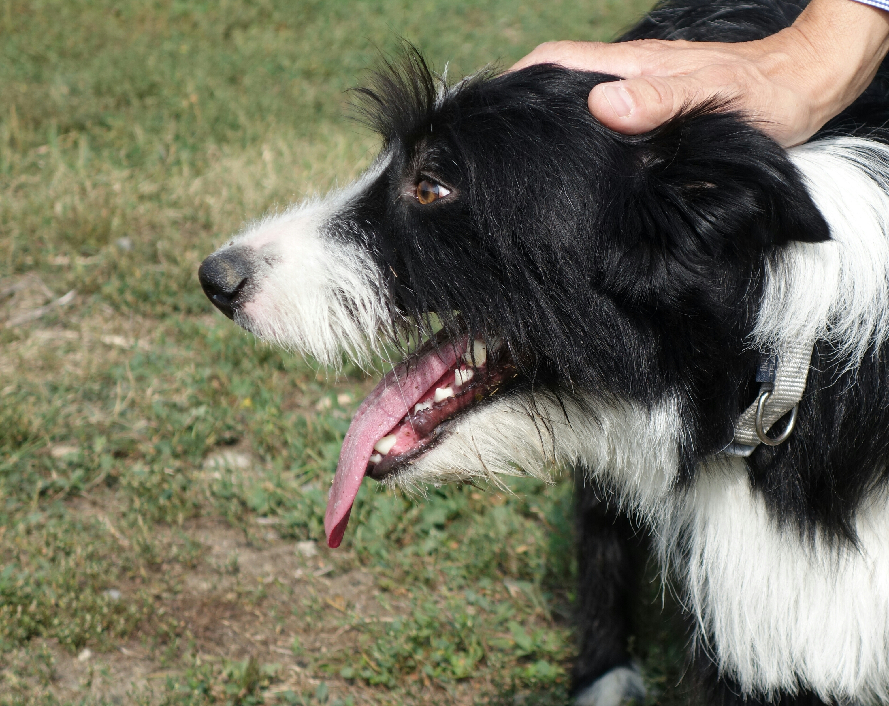 Over the counter outlet medicine for dog seizures