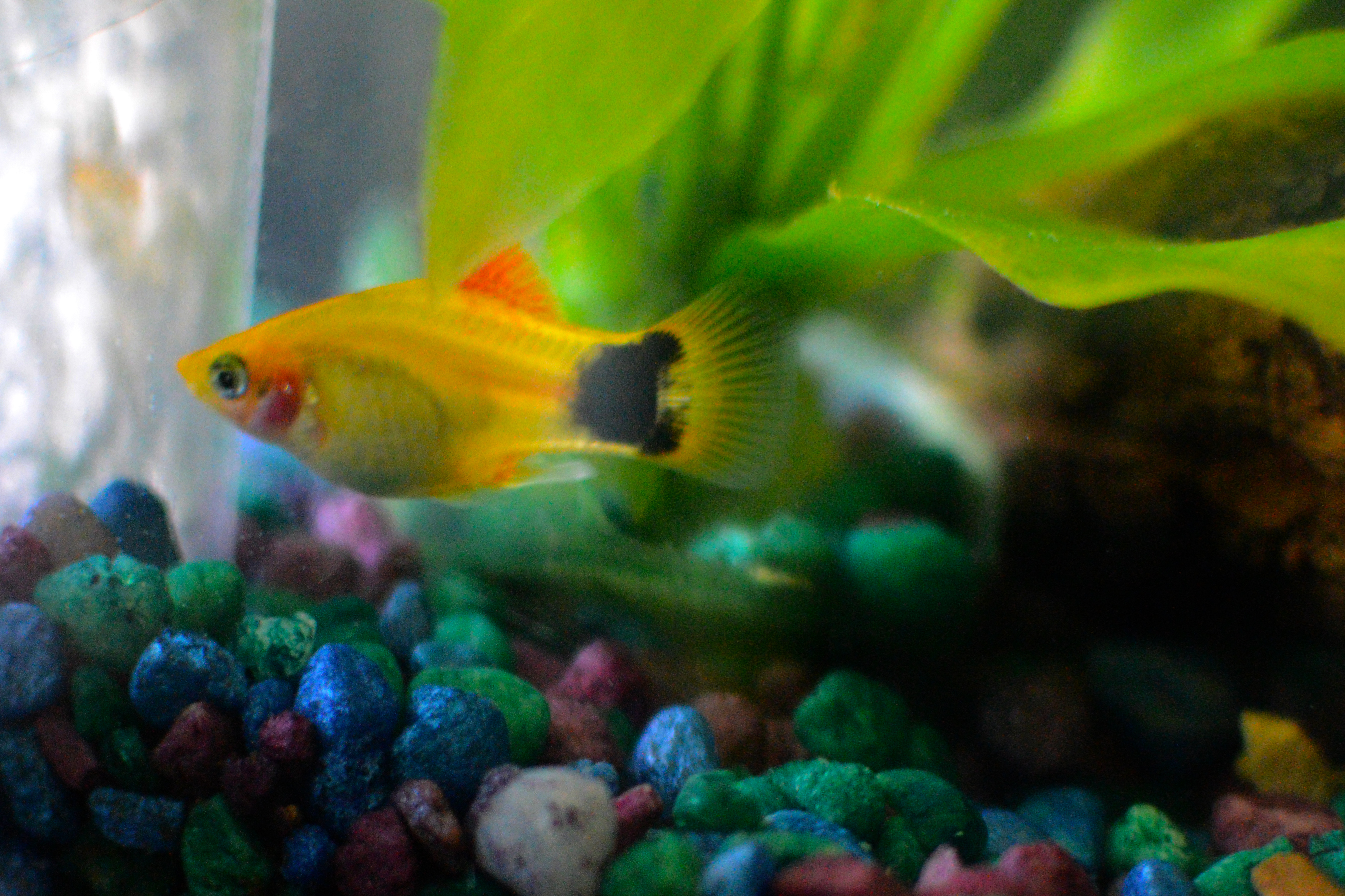 mickey mouse platy female