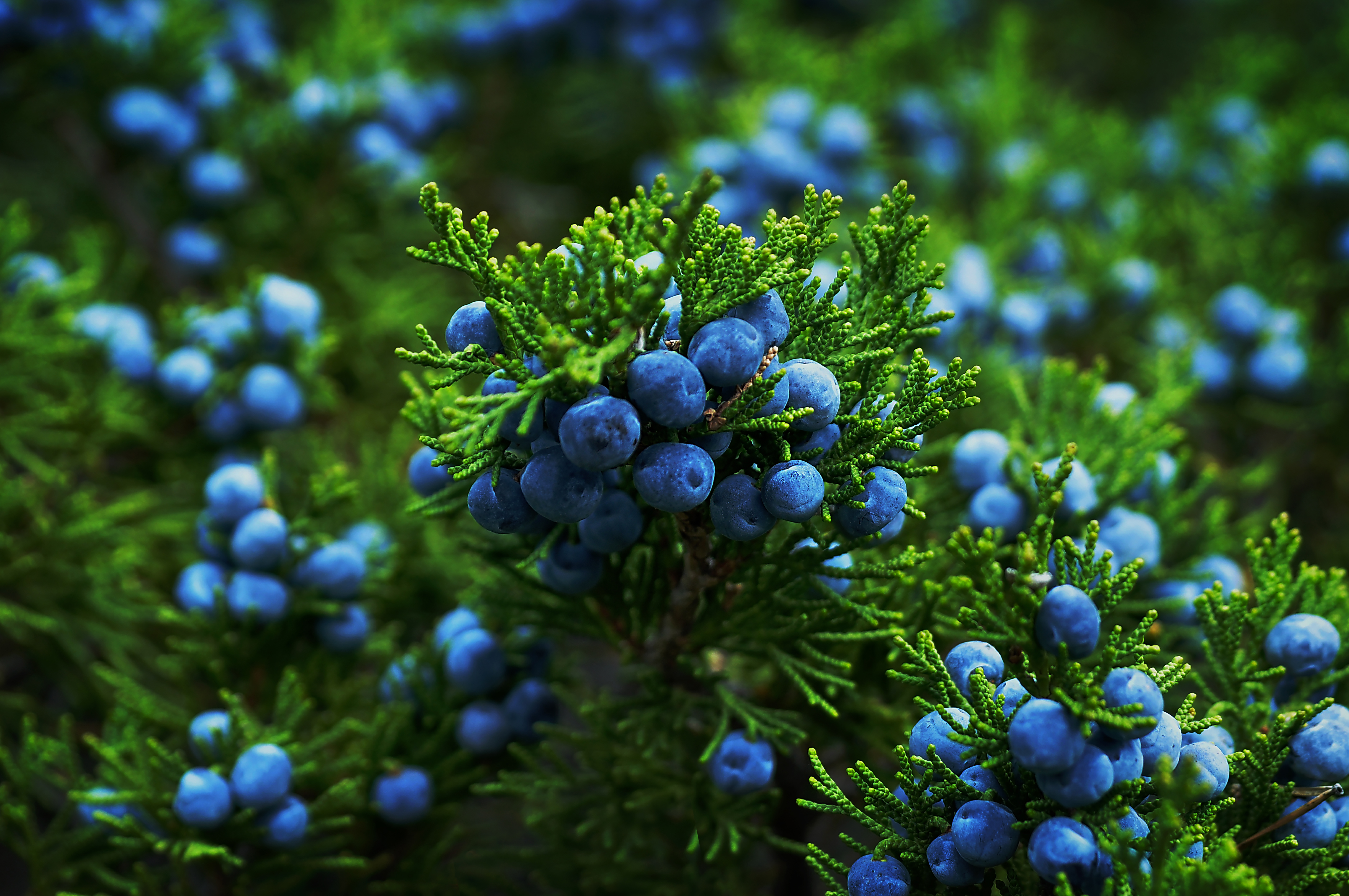 are juniper berries bad for dogs