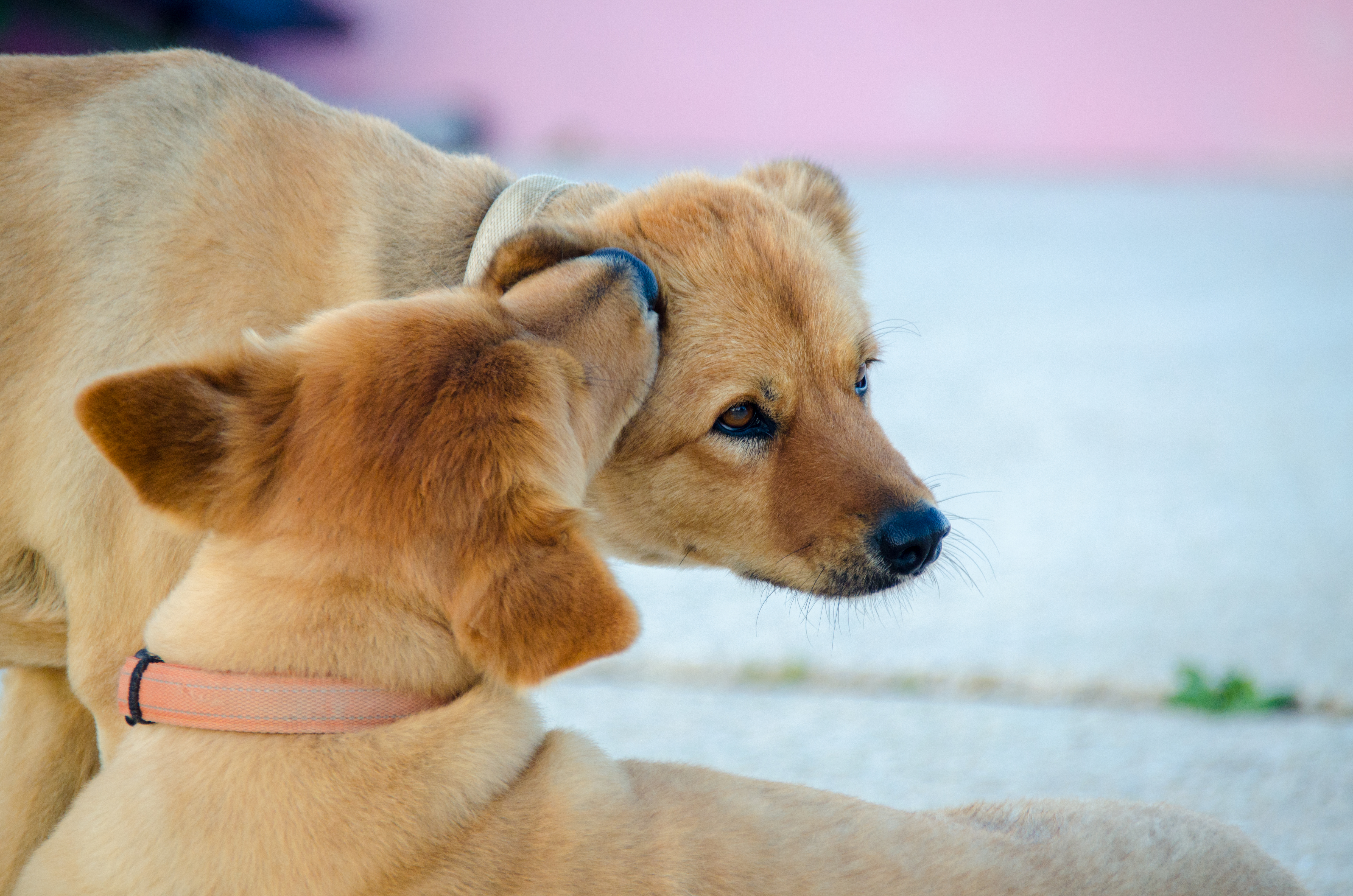 Dogs clearance licking ears