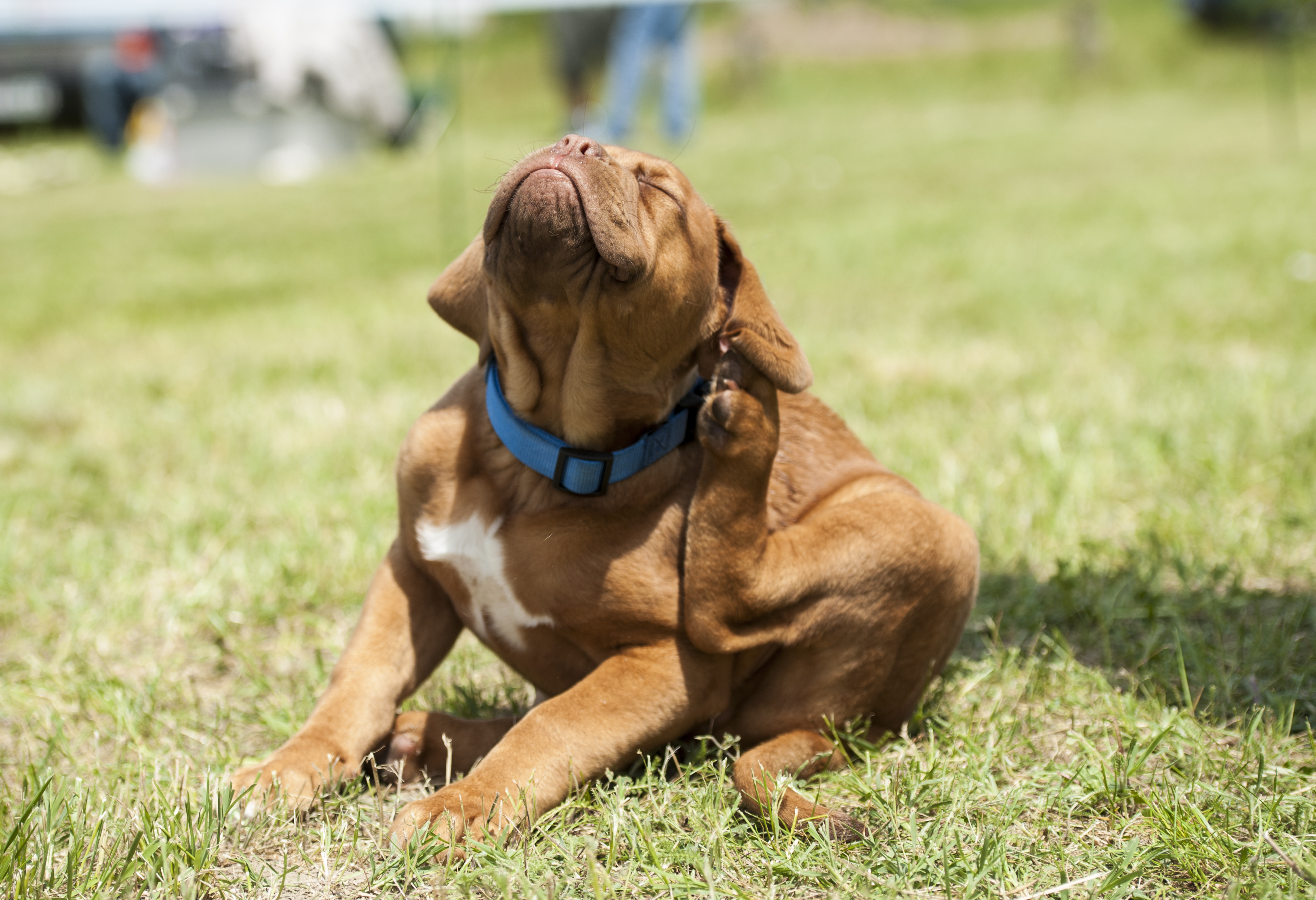 will baby powder kill fleas on dogs