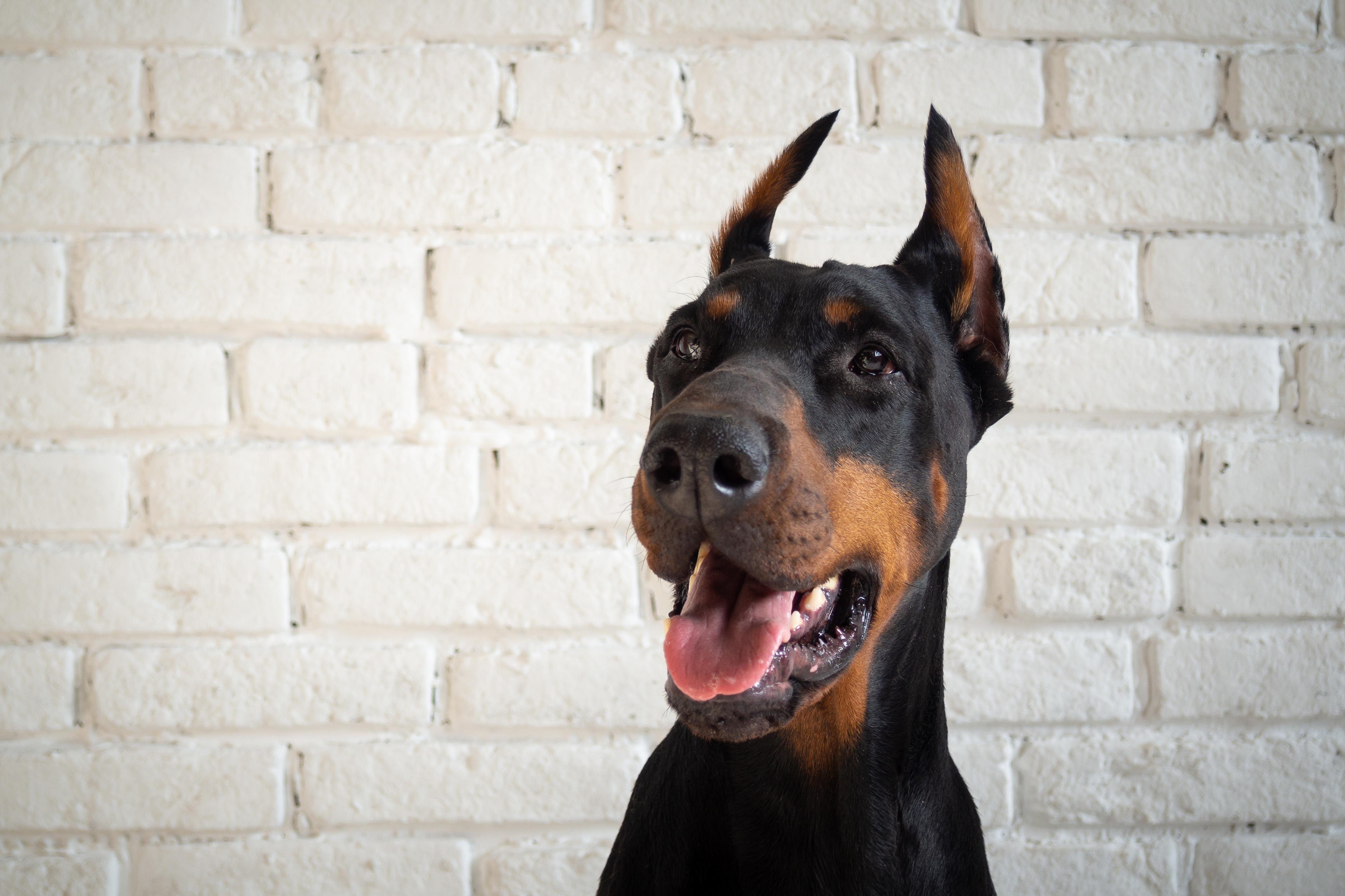 do doberman ears stand up naturally