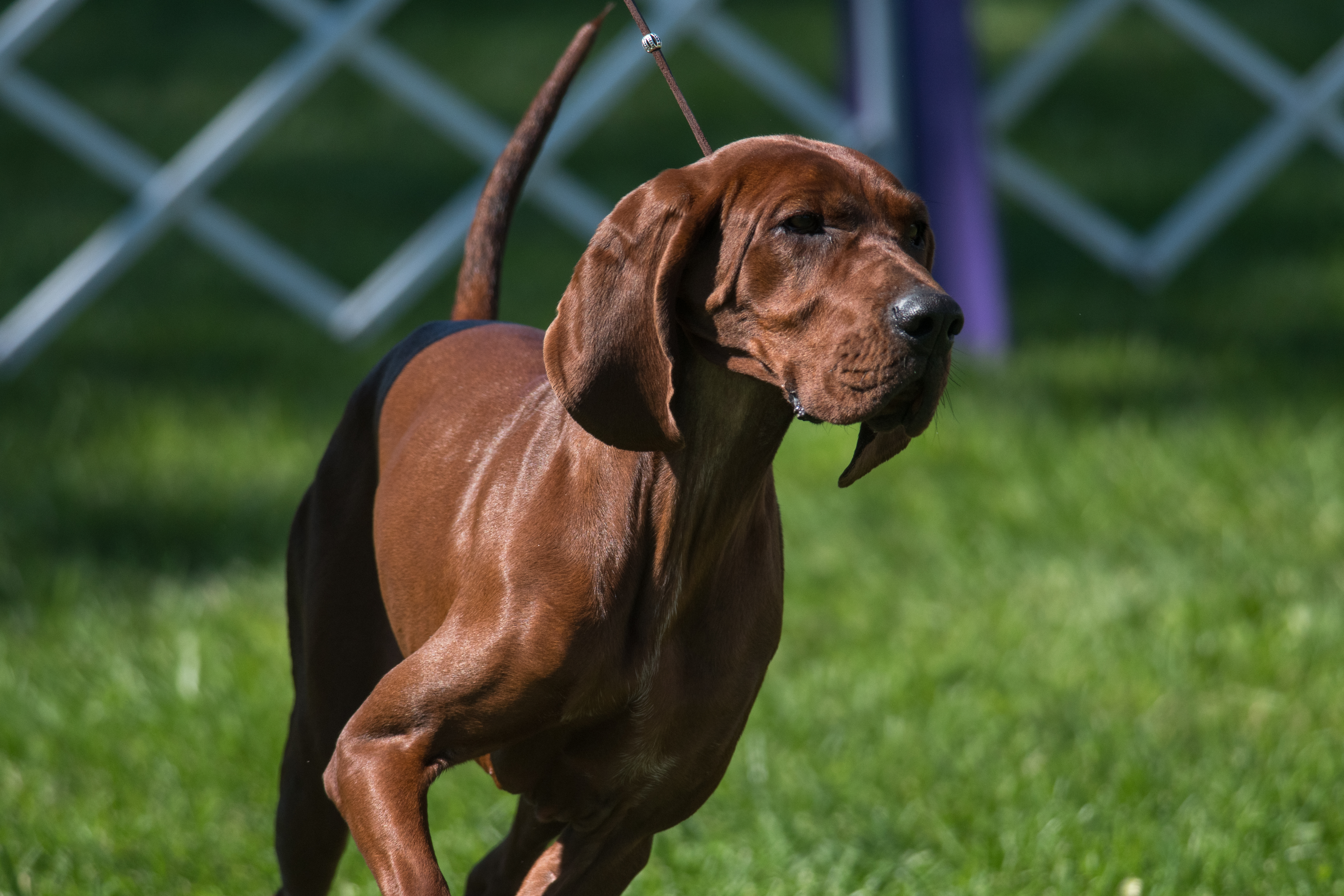 redbone coonhound hunting dogs