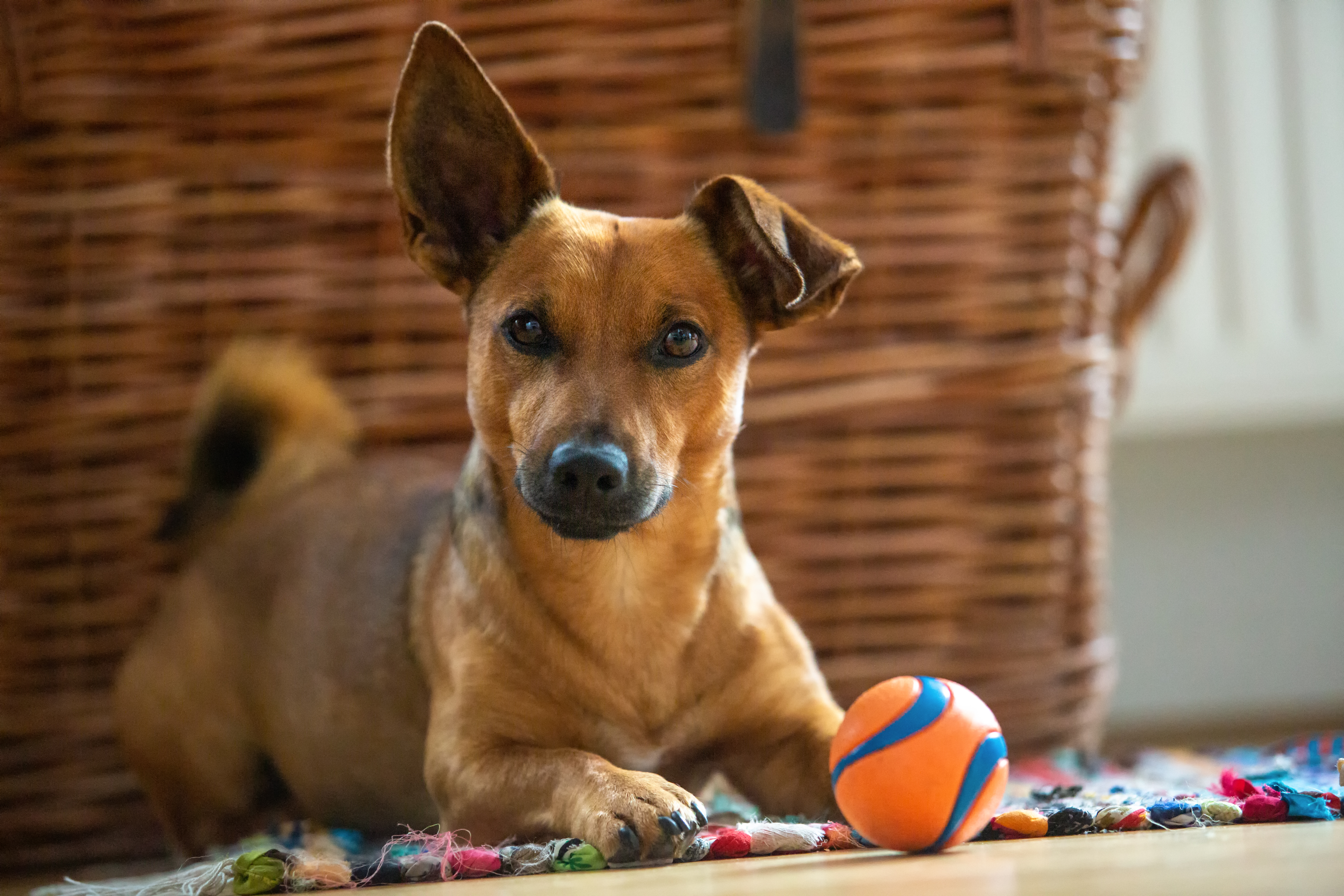 My puppy doesn't play with toys when he's alone - Your Dog