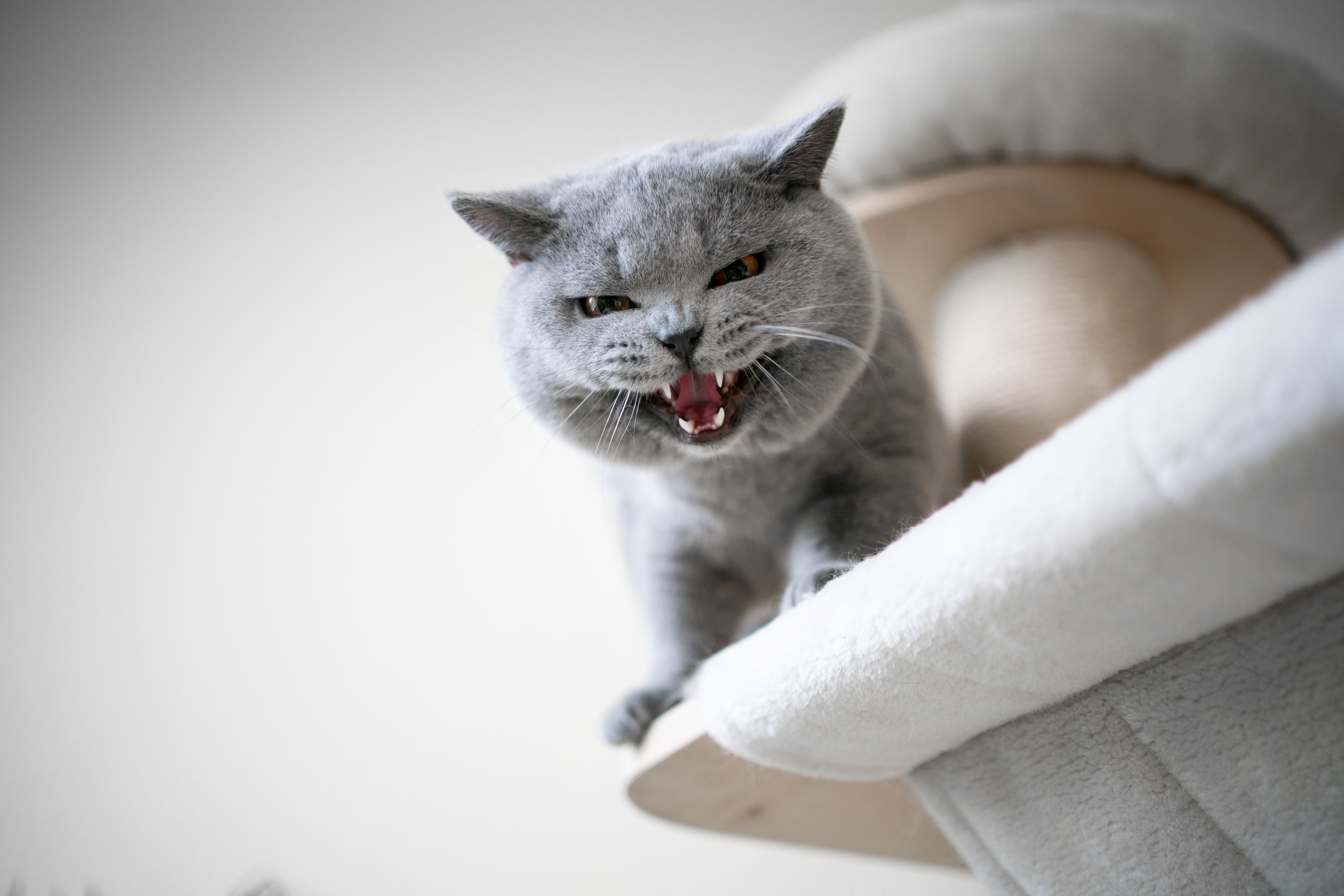 Top Tips to Stop Cat Hissing and Growling Effectively