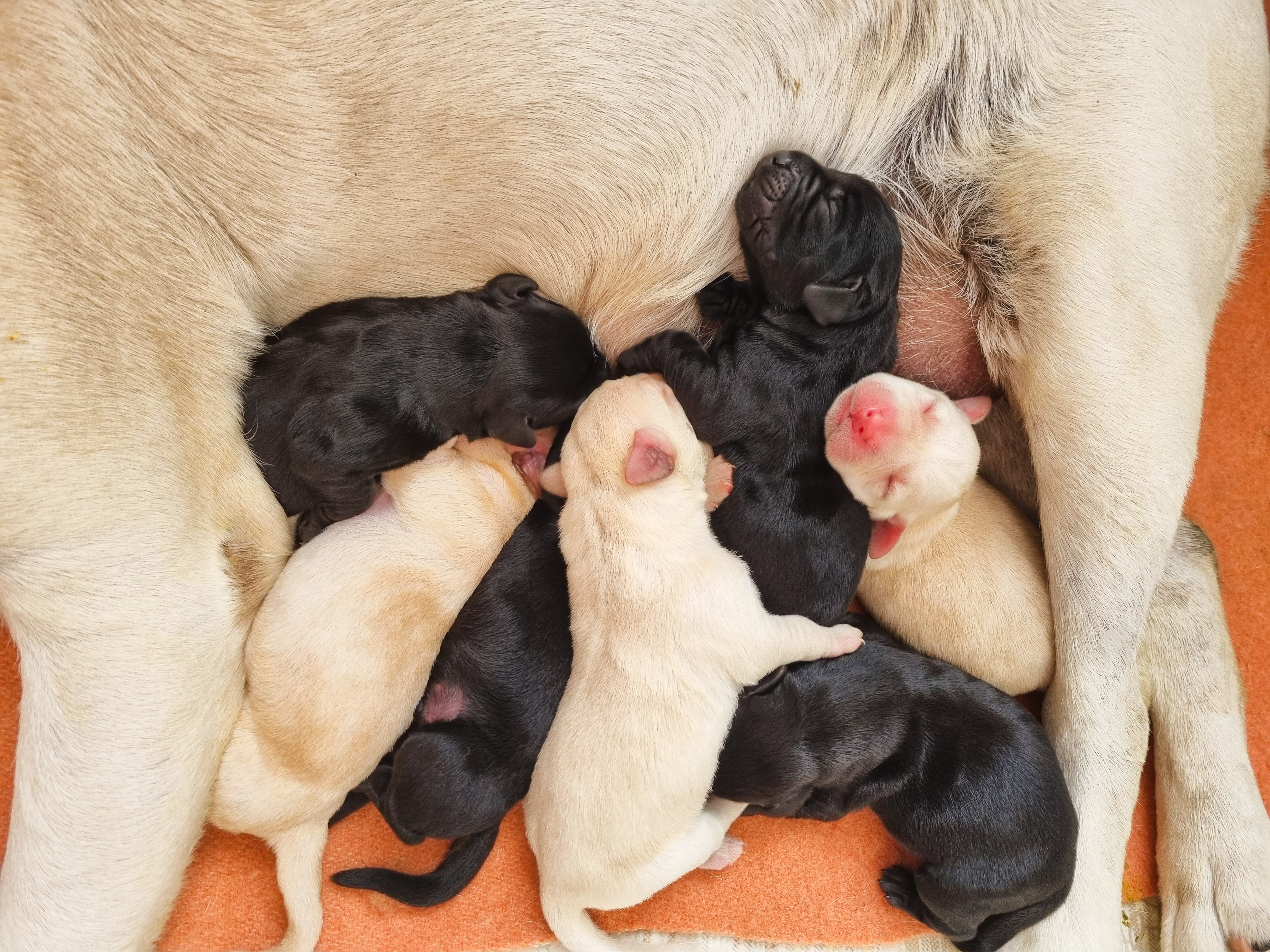 do puppies have separate amniotic sacs