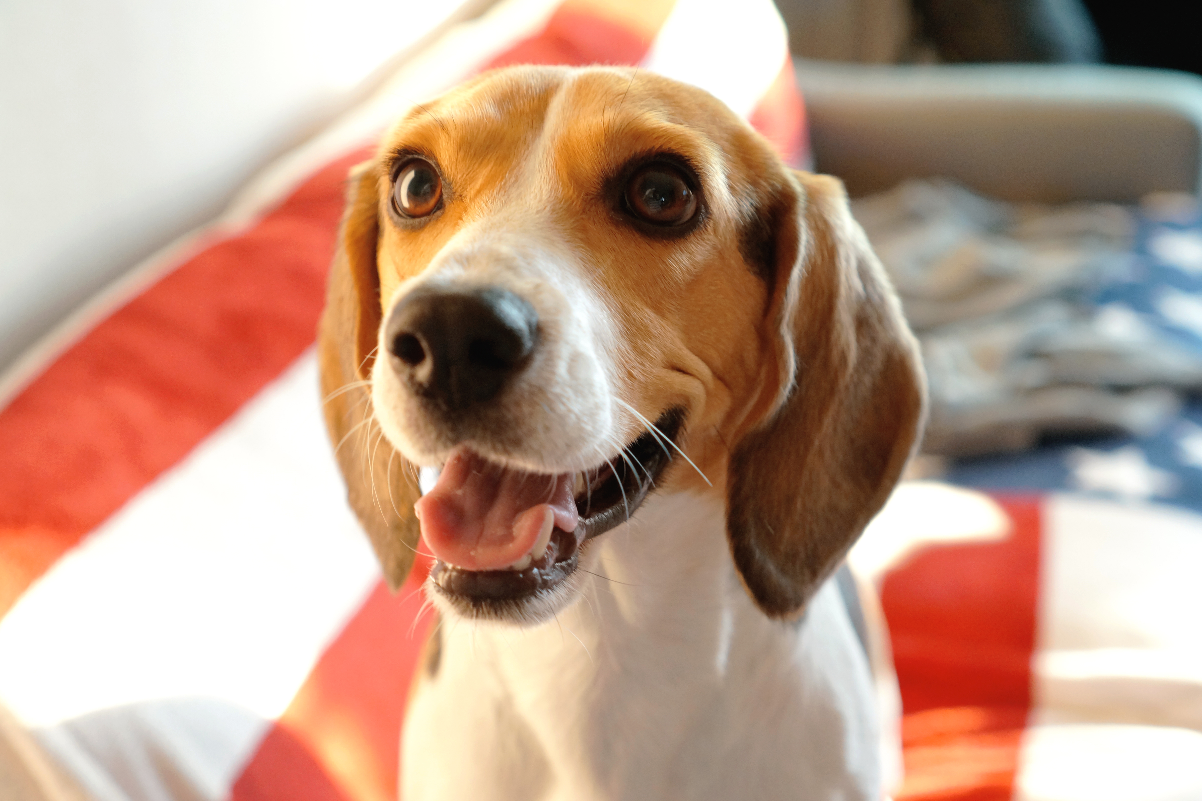 do beagles have an odor