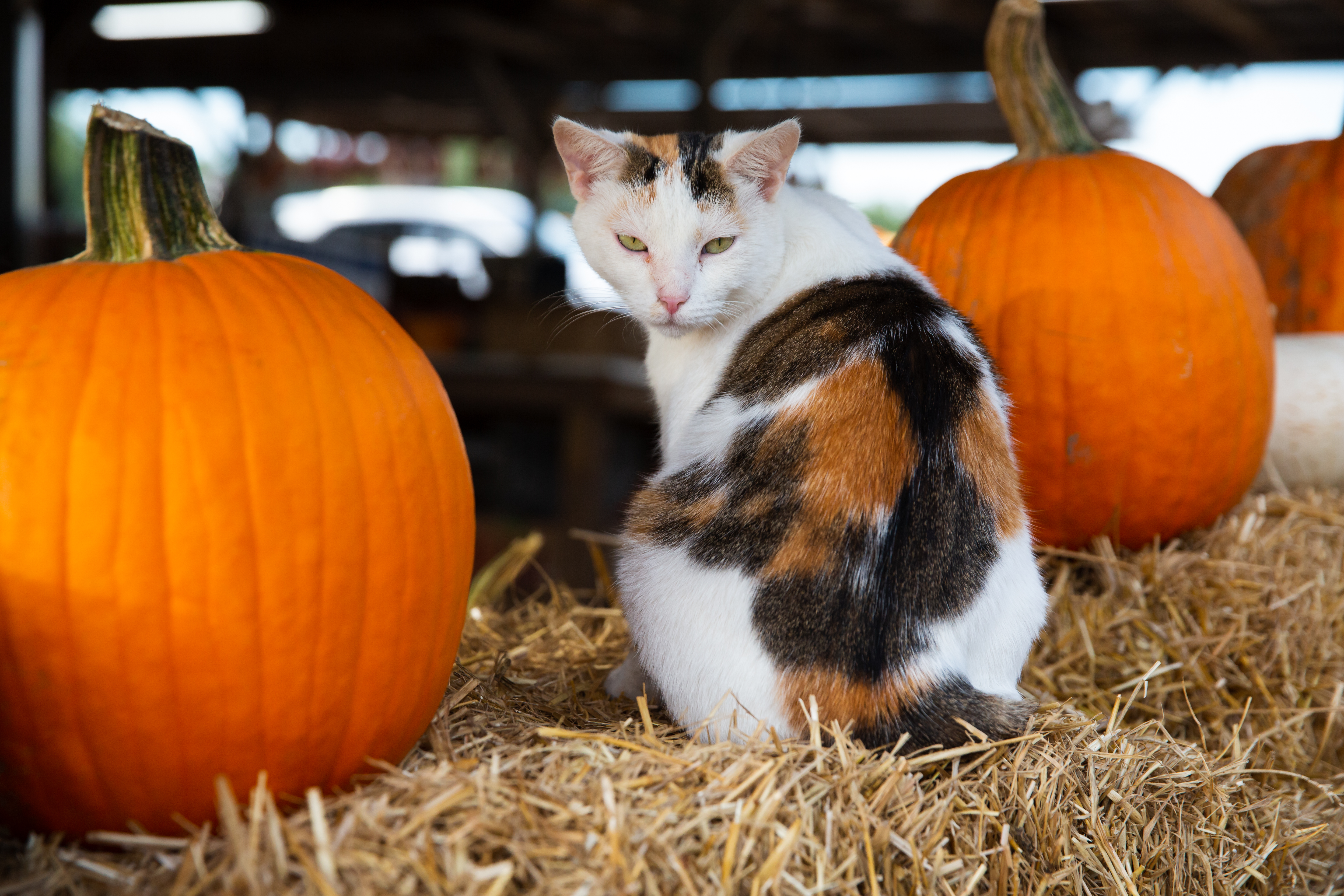 Vitakraft Meaty Morsel Cat Treats - Chicken & Pumpkin